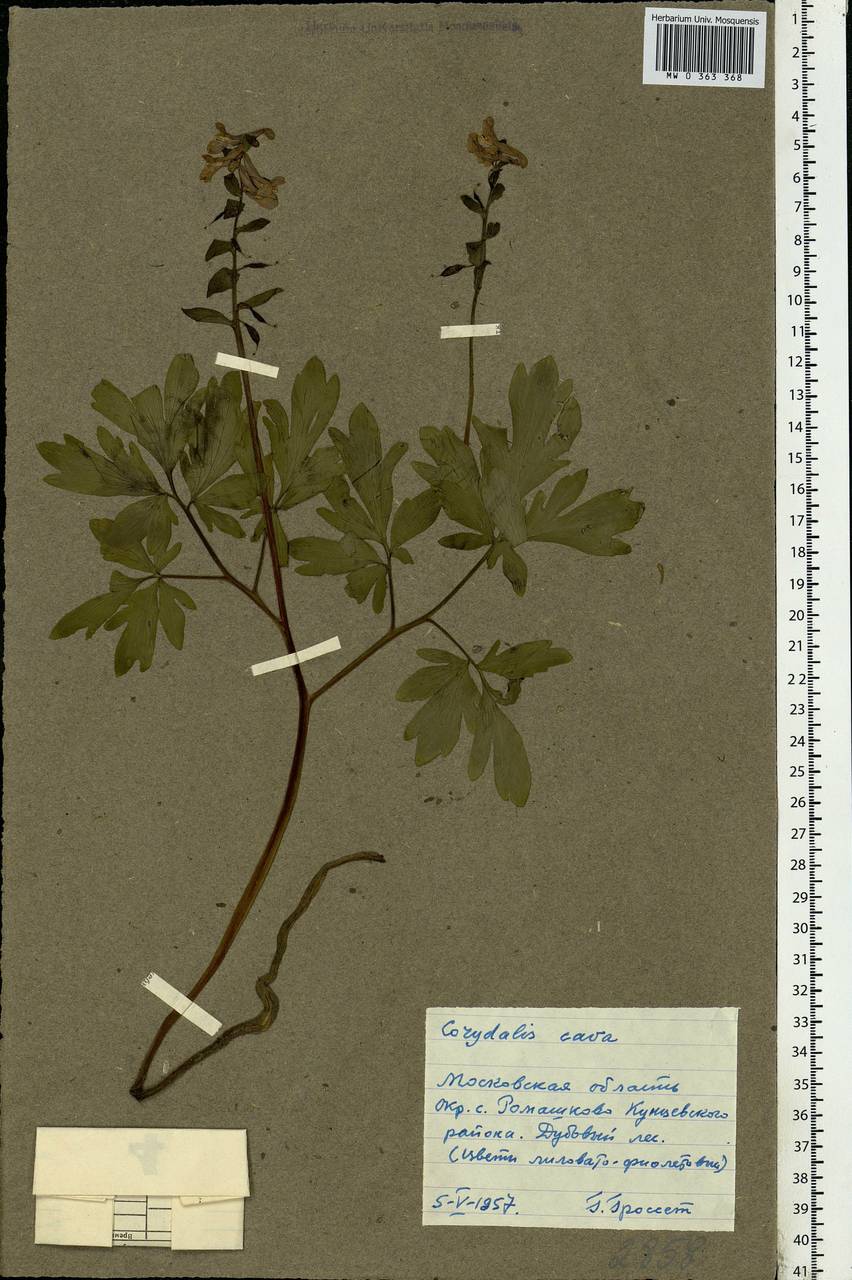 Corydalis cava (L.) Schweigg. & Körte, Eastern Europe, Moscow region (E4a) (Russia)