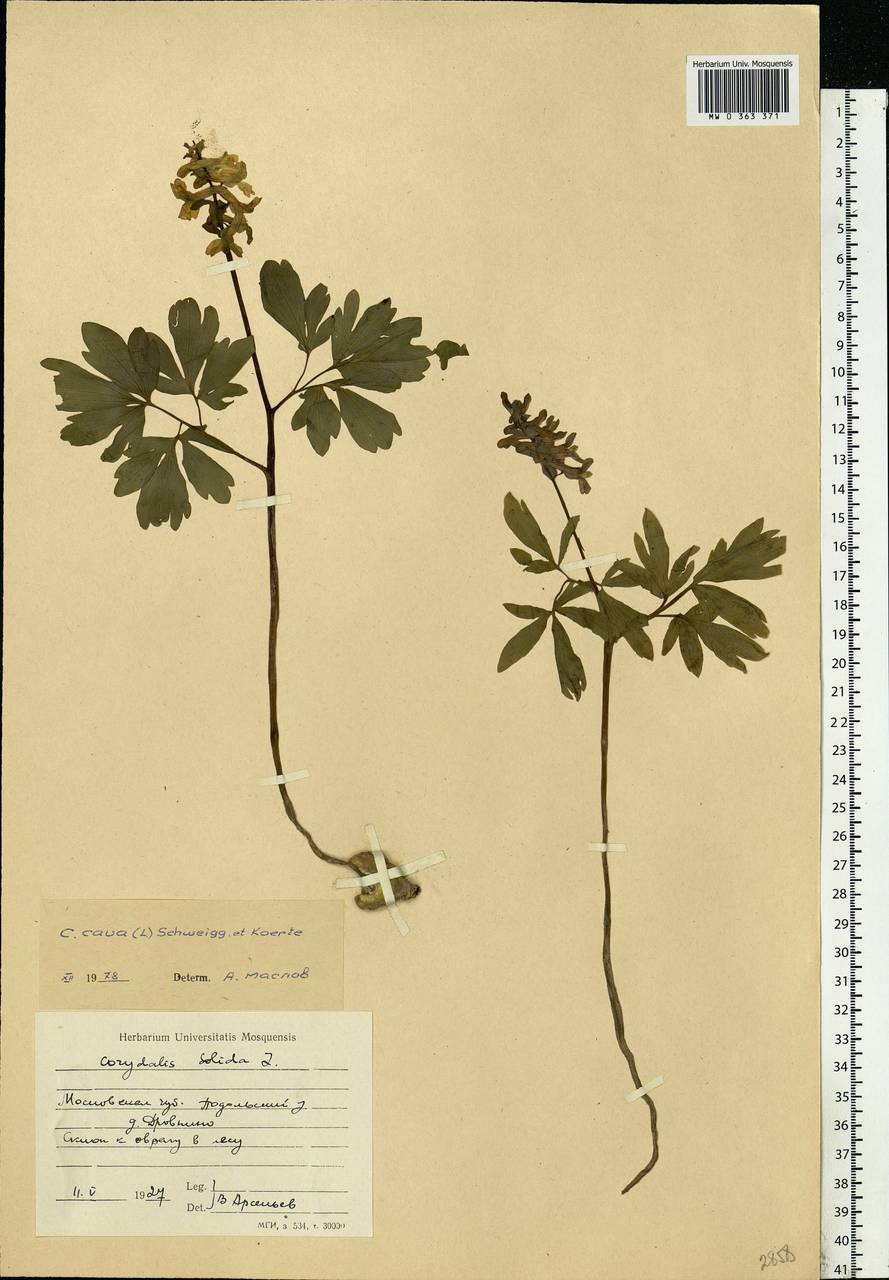 Corydalis cava (L.) Schweigg. & Körte, Eastern Europe, Moscow region (E4a) (Russia)