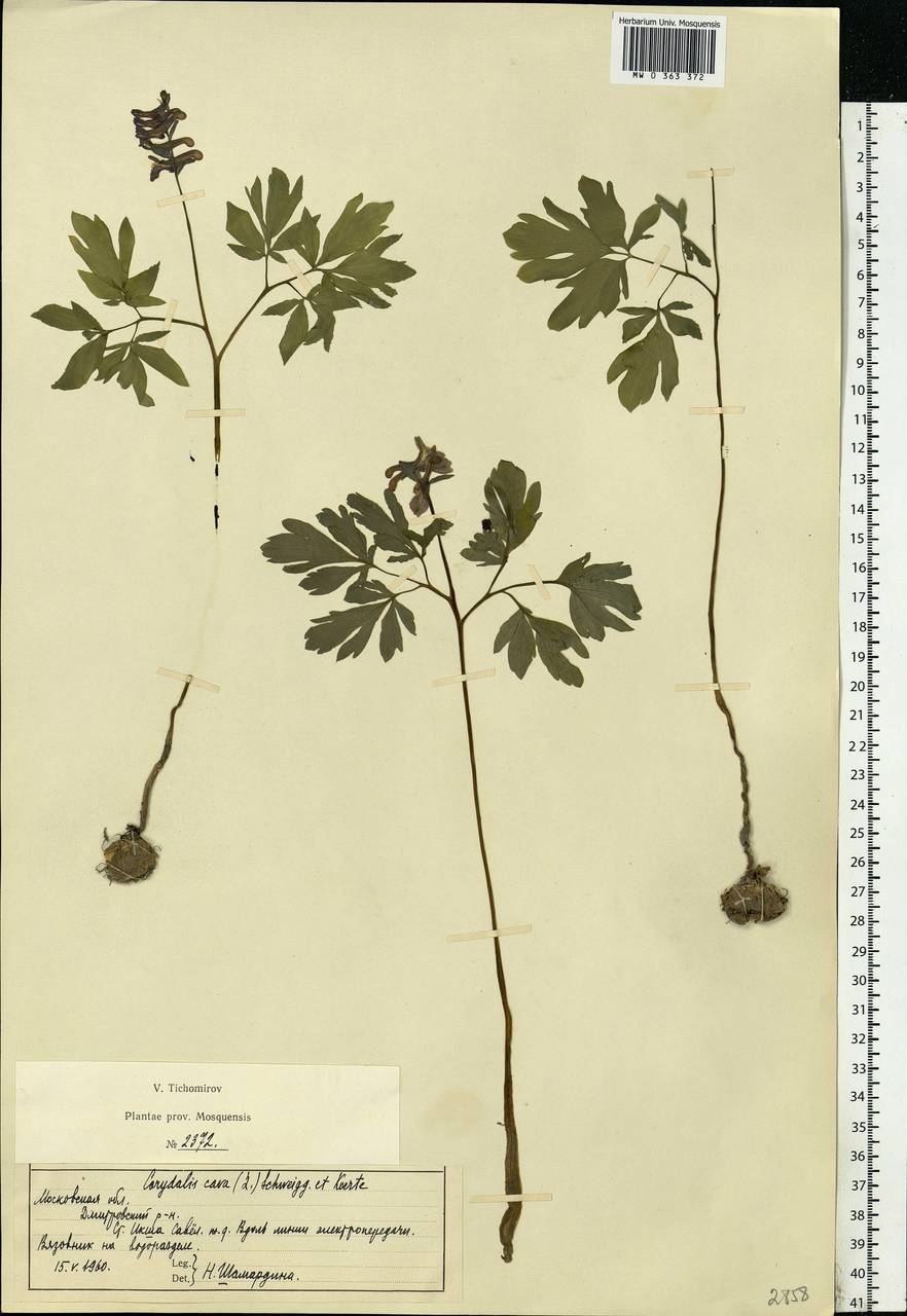 Corydalis cava (L.) Schweigg. & Körte, Eastern Europe, Moscow region (E4a) (Russia)