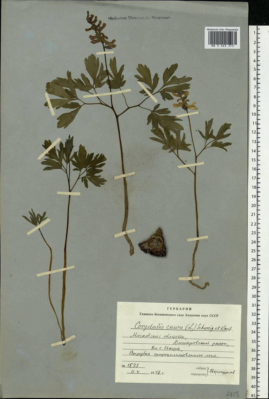 Corydalis cava (L.) Schweigg. & Körte, Eastern Europe, Moscow region (E4a) (Russia)