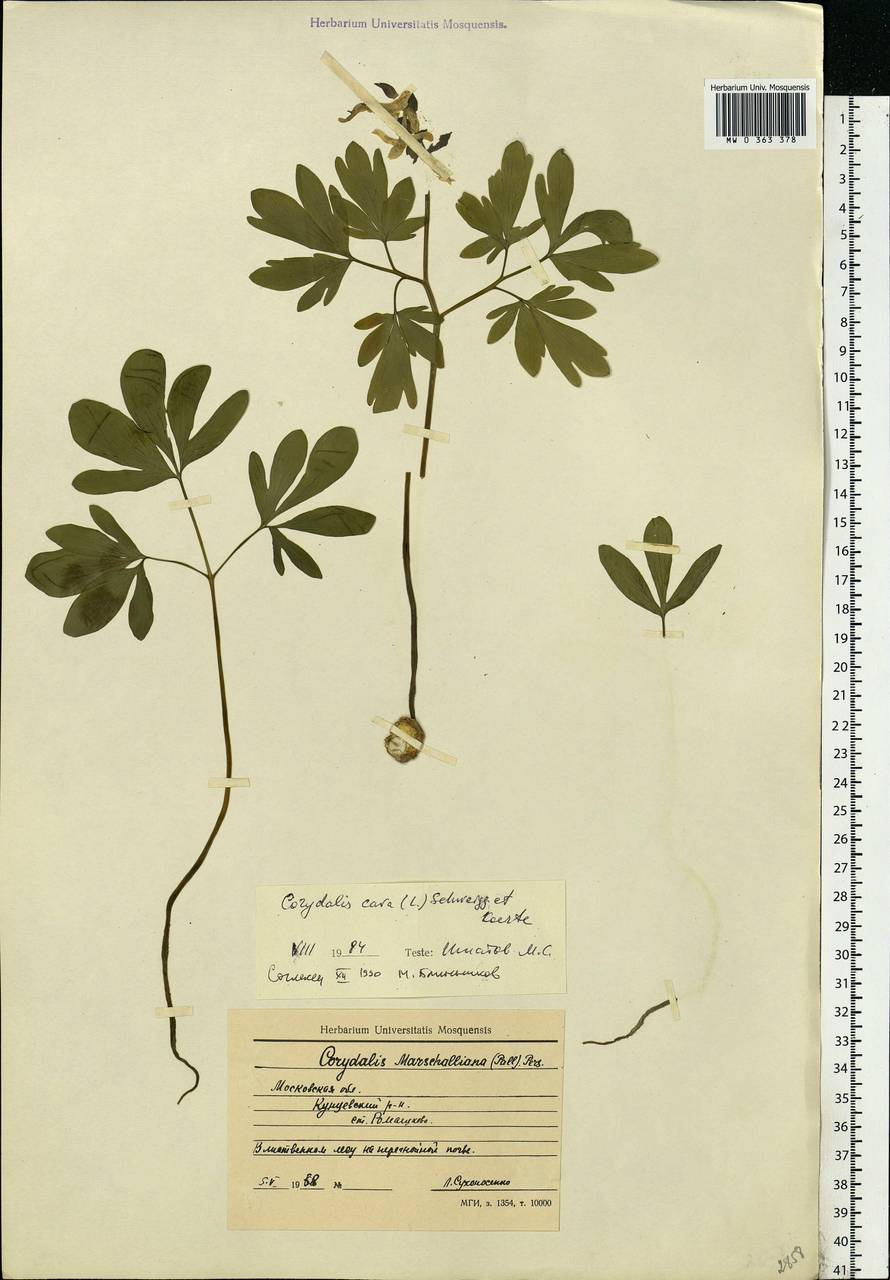Corydalis cava (L.) Schweigg. & Körte, Eastern Europe, Moscow region (E4a) (Russia)