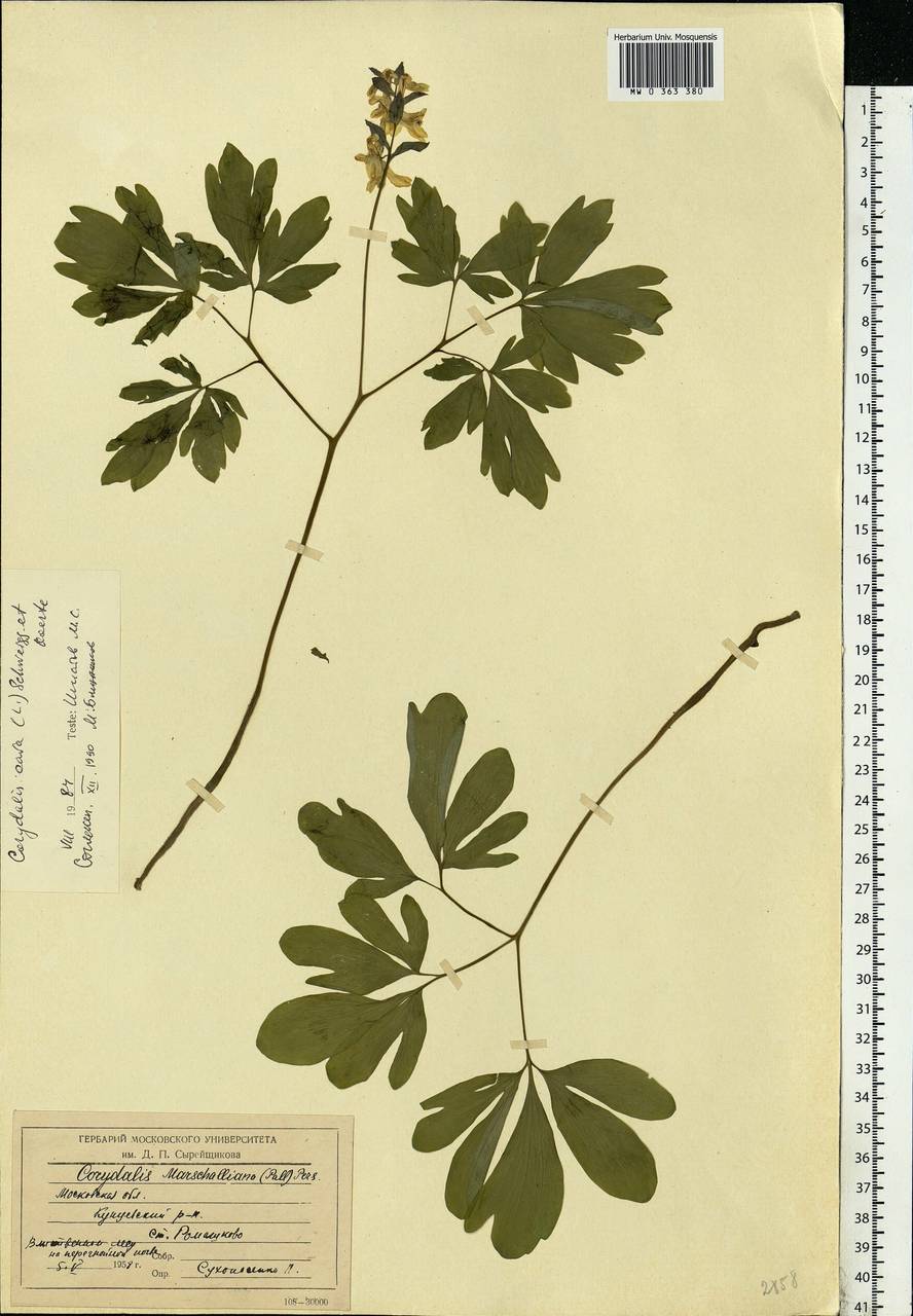 Corydalis cava (L.) Schweigg. & Körte, Eastern Europe, Moscow region (E4a) (Russia)
