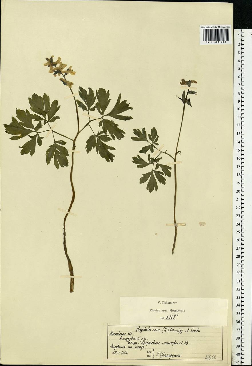 Corydalis cava (L.) Schweigg. & Körte, Eastern Europe, Moscow region (E4a) (Russia)