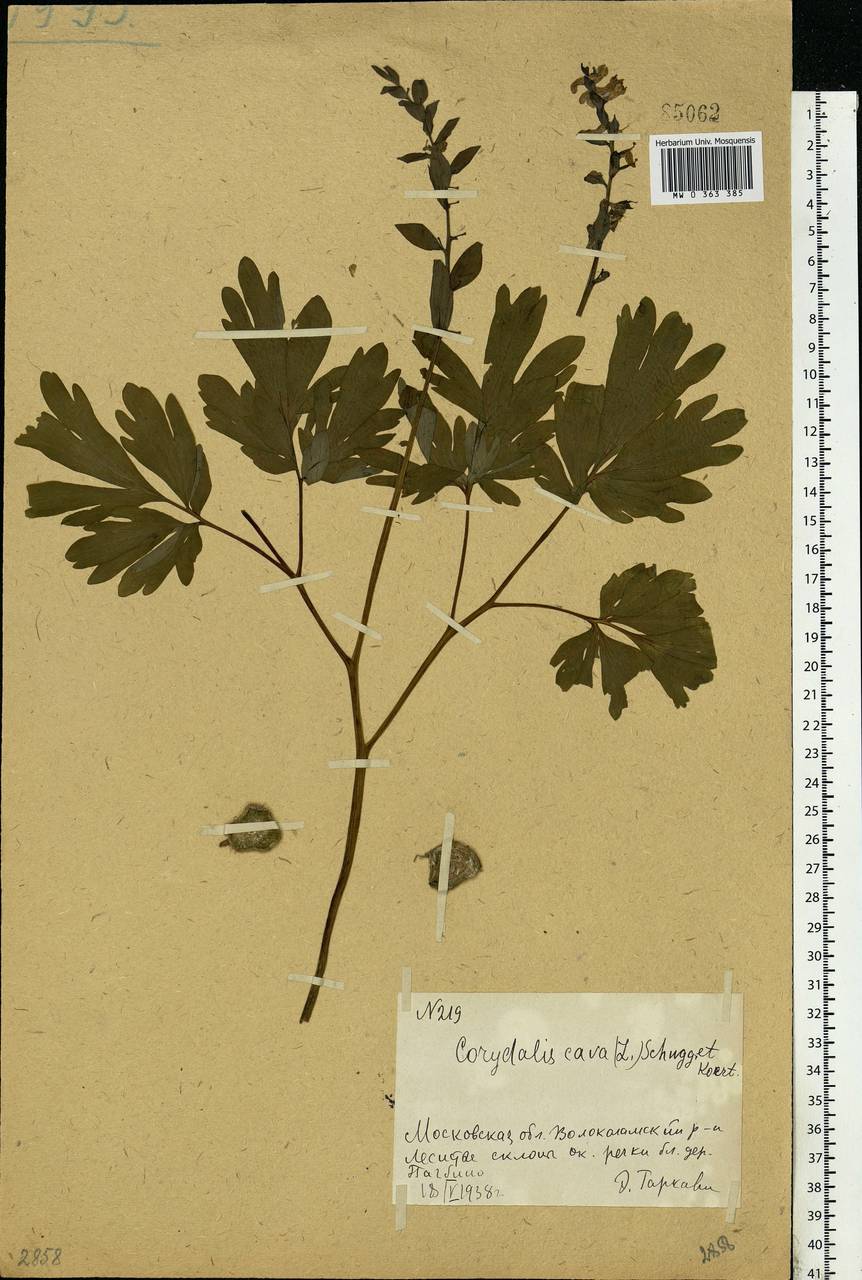 Corydalis cava (L.) Schweigg. & Körte, Eastern Europe, Moscow region (E4a) (Russia)