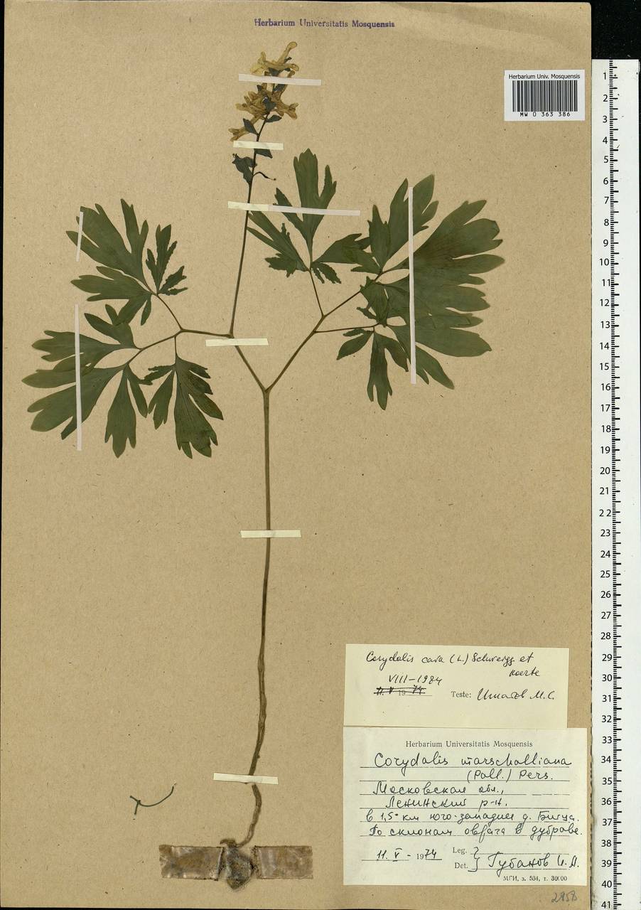 Corydalis cava (L.) Schweigg. & Körte, Eastern Europe, Moscow region (E4a) (Russia)