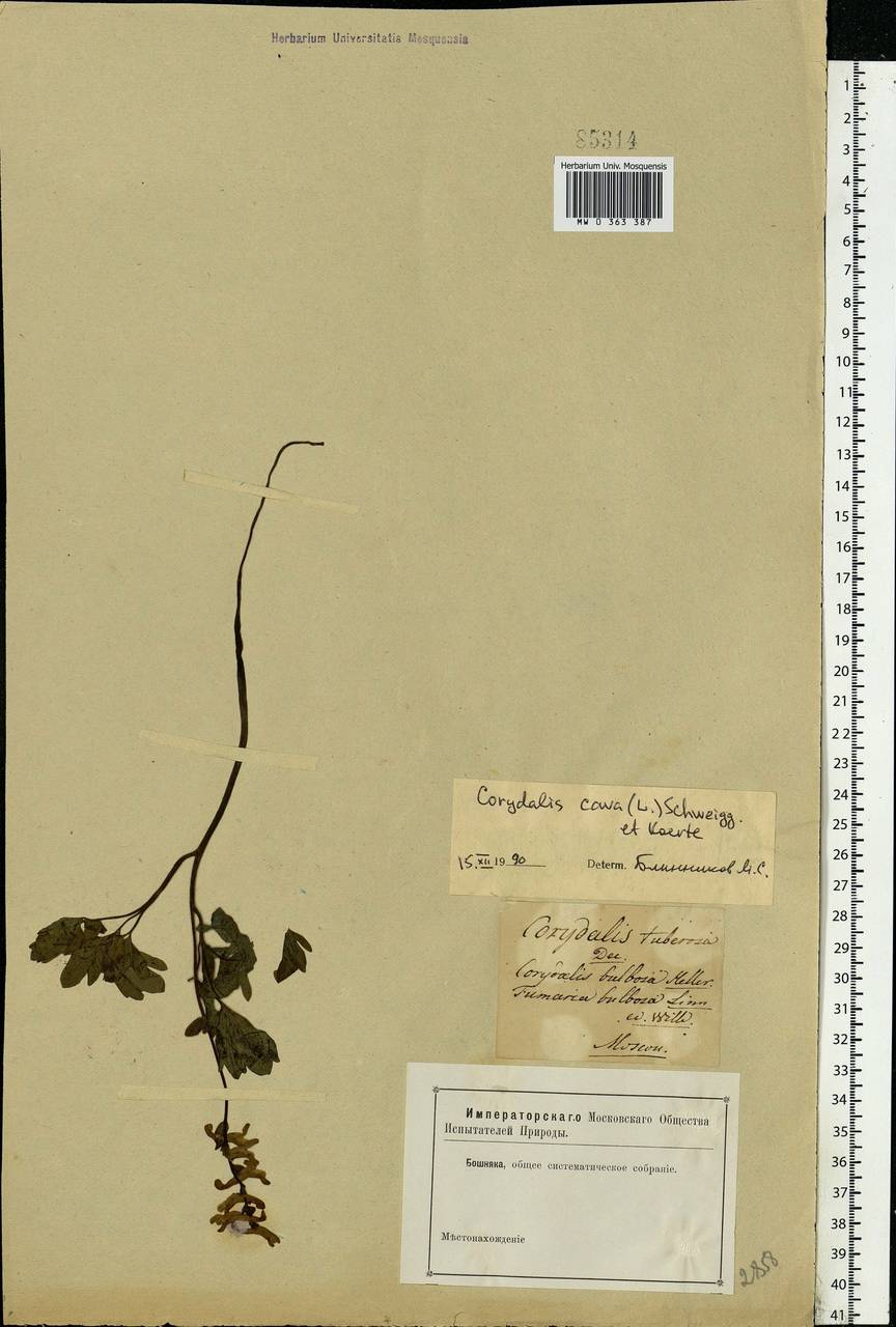 Corydalis cava (L.) Schweigg. & Körte, Eastern Europe, Moscow region (E4a) (Russia)