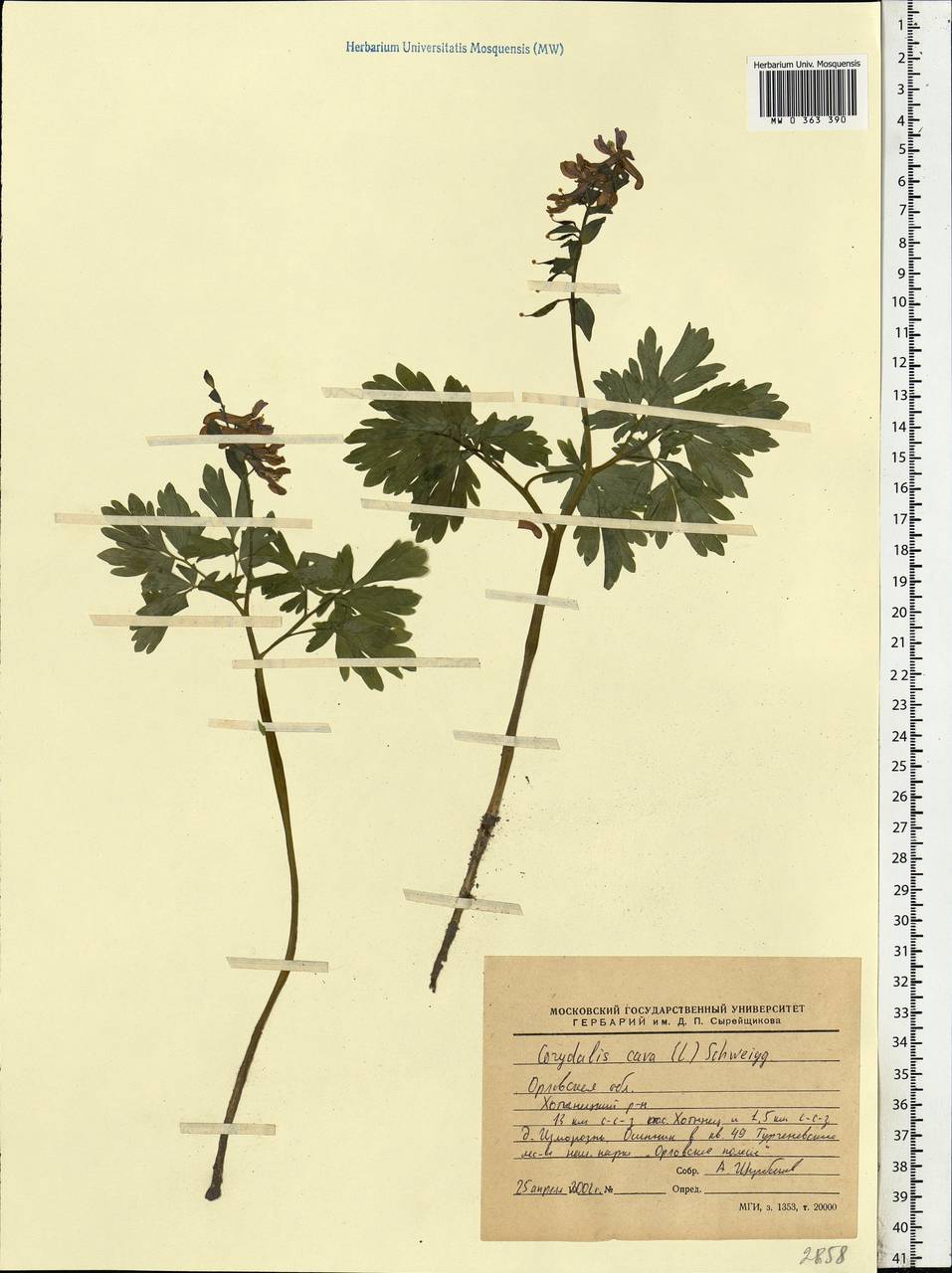Corydalis cava (L.) Schweigg. & Körte, Eastern Europe, Central forest-and-steppe region (E6) (Russia)