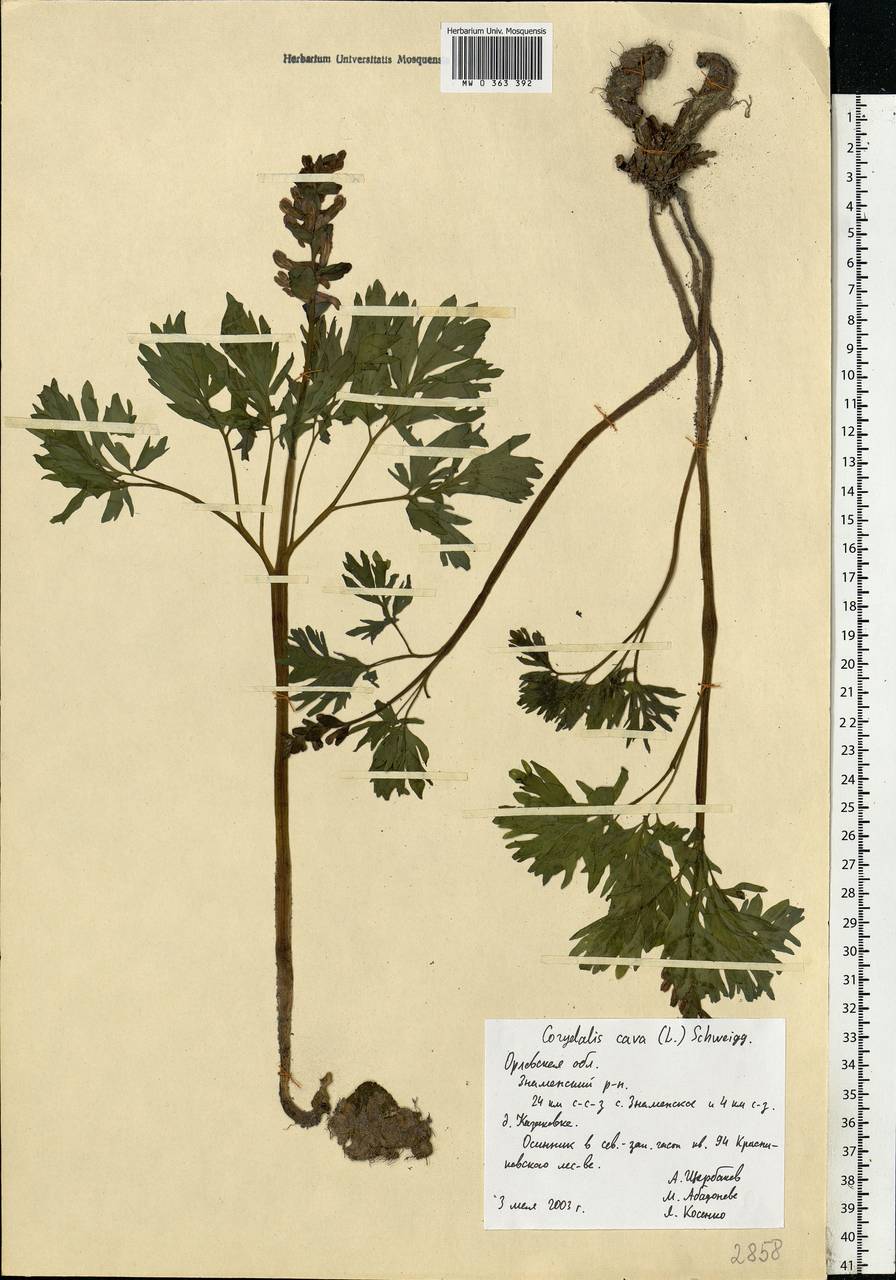 Corydalis cava (L.) Schweigg. & Körte, Eastern Europe, Central forest-and-steppe region (E6) (Russia)
