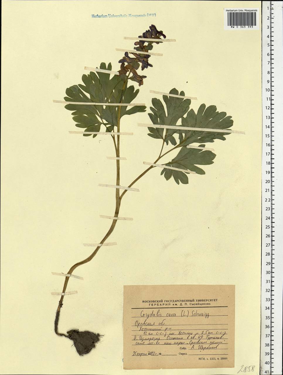 Corydalis cava (L.) Schweigg. & Körte, Eastern Europe, Central forest-and-steppe region (E6) (Russia)