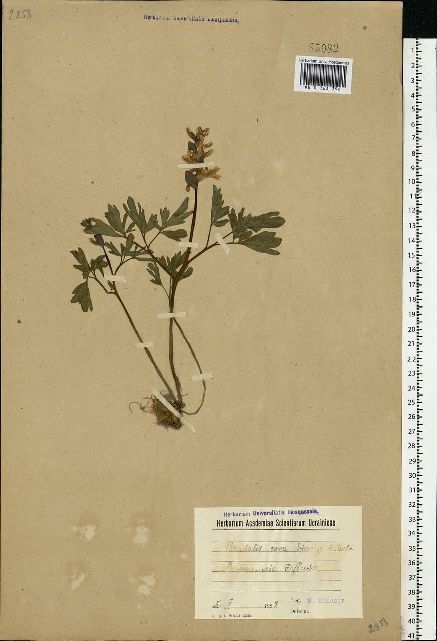 Corydalis cava (L.) Schweigg. & Körte, Eastern Europe, South Ukrainian region (E12) (Ukraine)