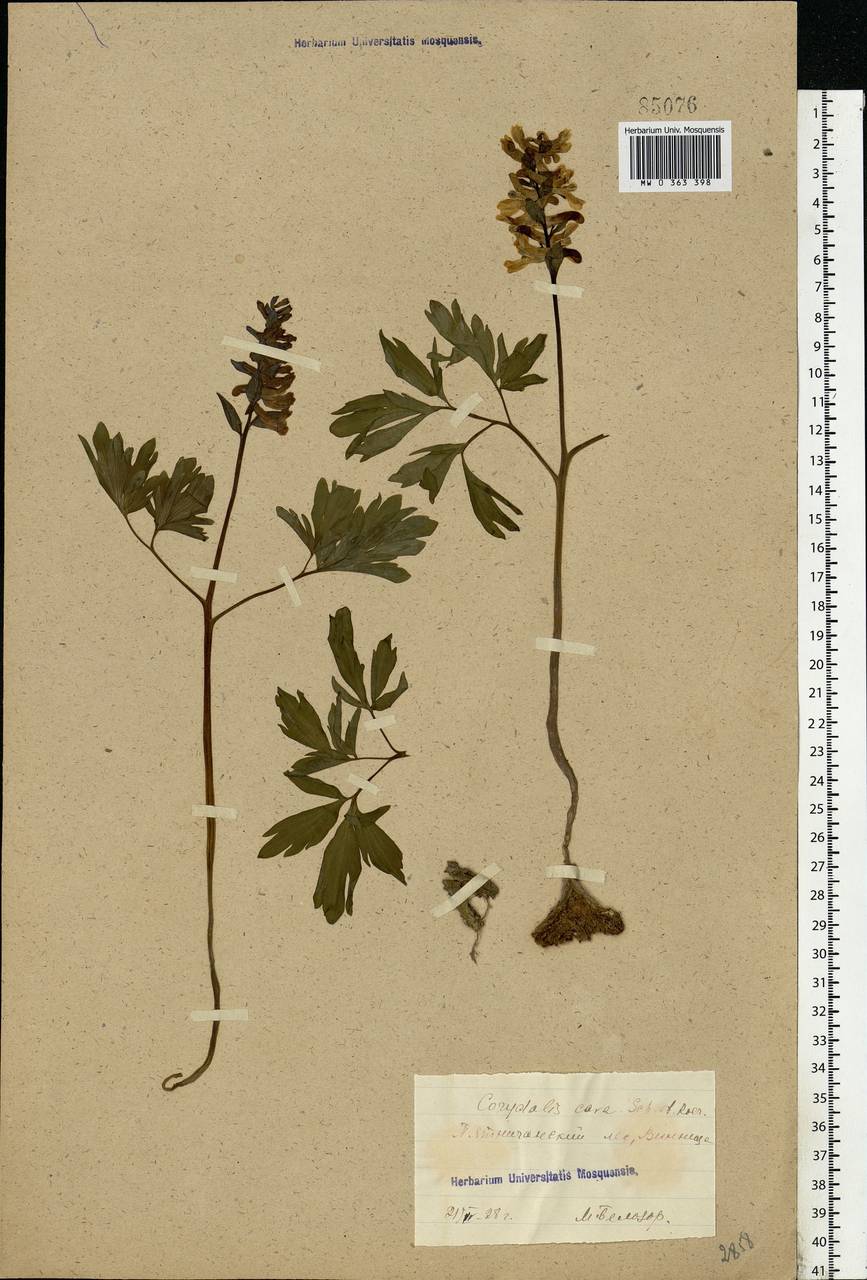 Corydalis cava (L.) Schweigg. & Körte, Eastern Europe, South Ukrainian region (E12) (Ukraine)