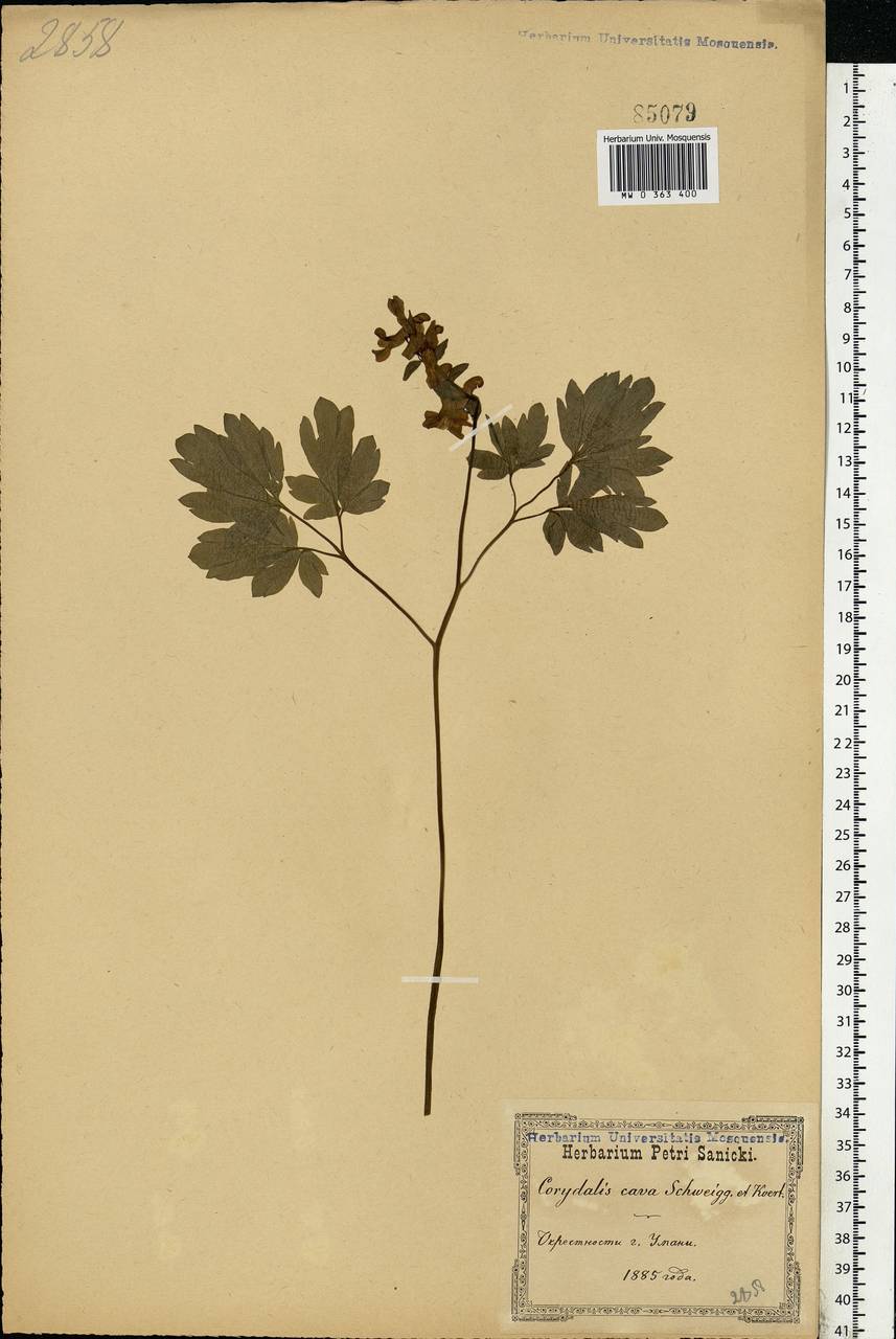 Corydalis cava (L.) Schweigg. & Körte, Eastern Europe, North Ukrainian region (E11) (Ukraine)