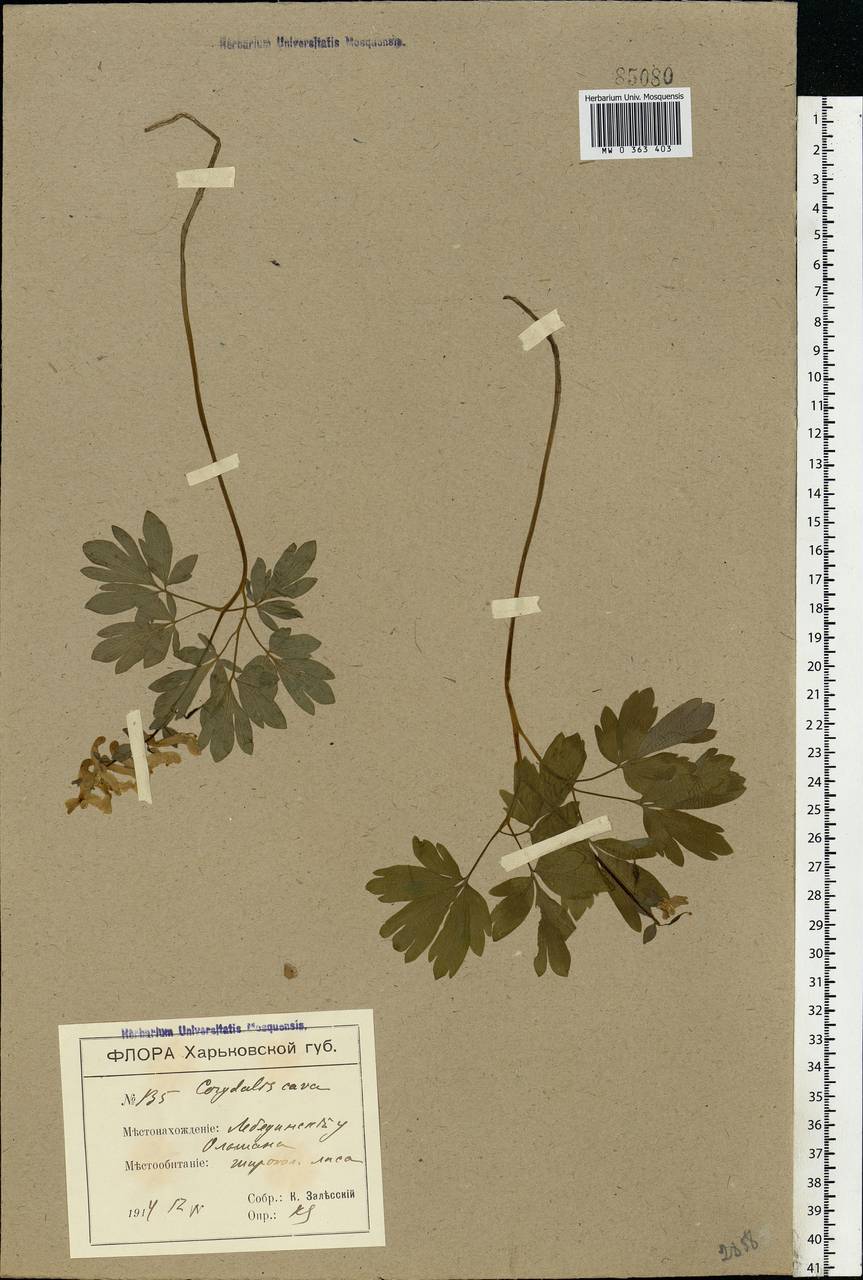 Corydalis cava (L.) Schweigg. & Körte, Eastern Europe, North Ukrainian region (E11) (Ukraine)