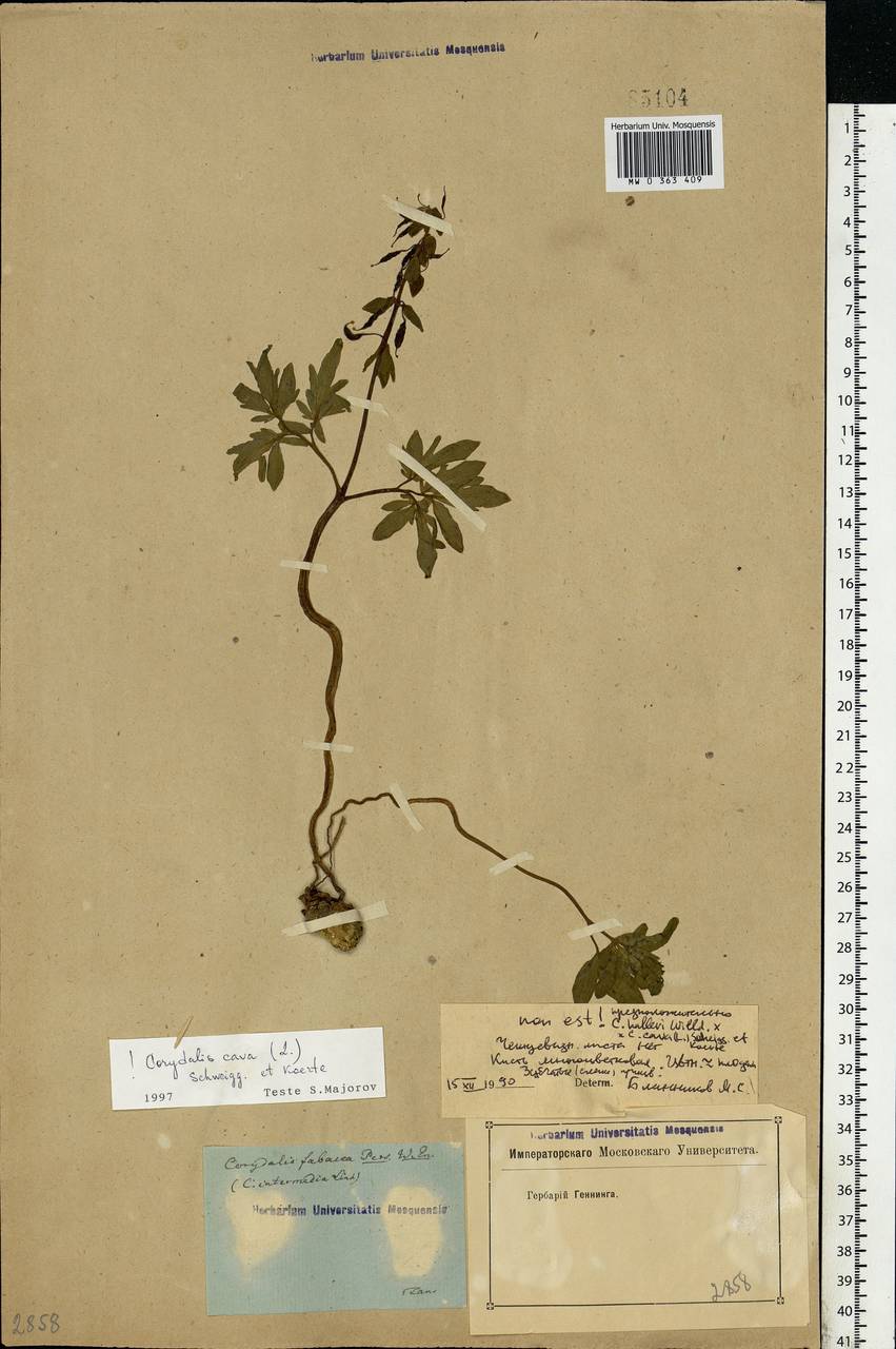 Corydalis cava (L.) Schweigg. & Körte, Eastern Europe, Rostov Oblast (E12a) (Russia)