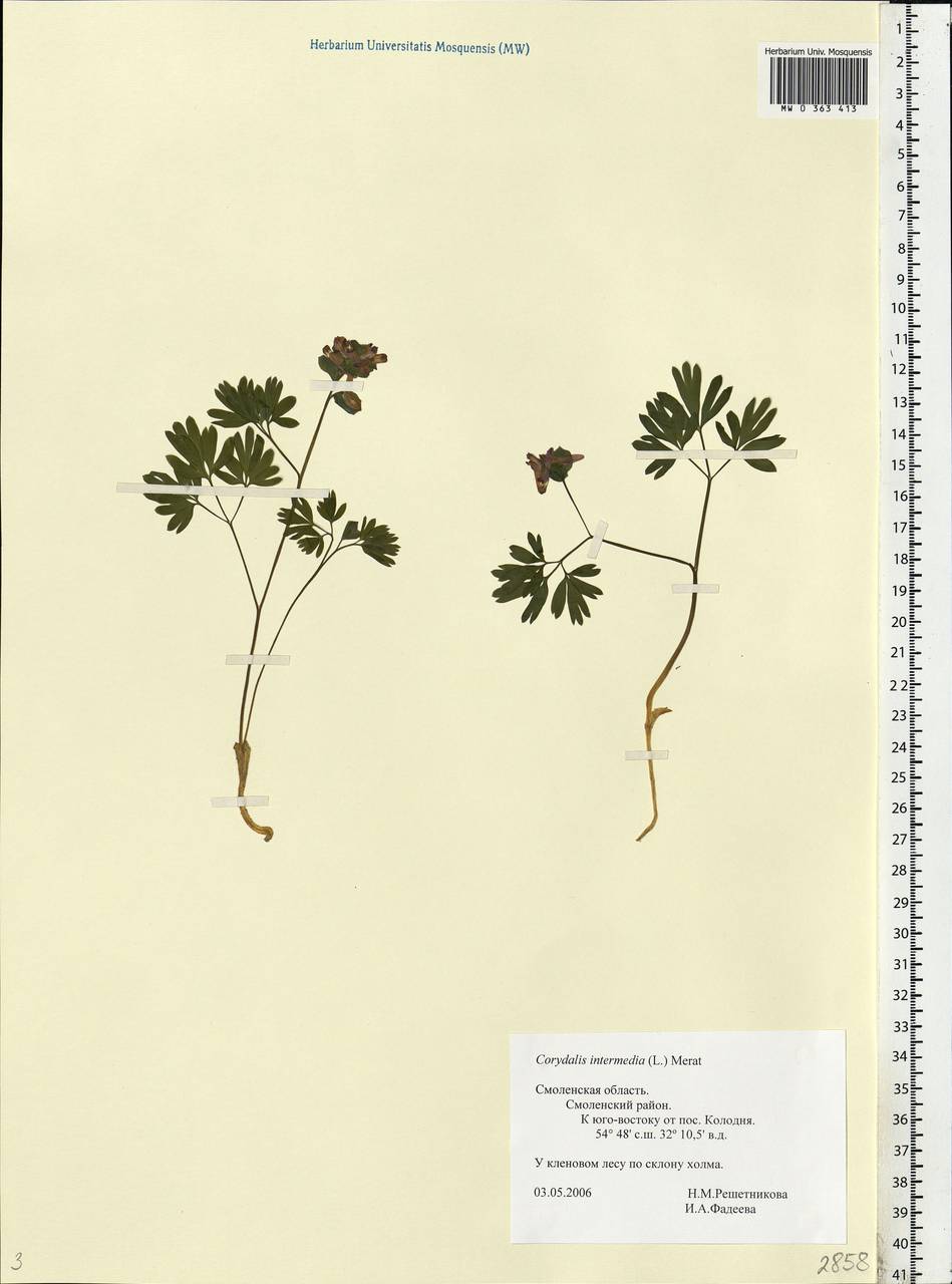 Corydalis intermedia (L.) Mérat, Eastern Europe, Western region (E3) (Russia)