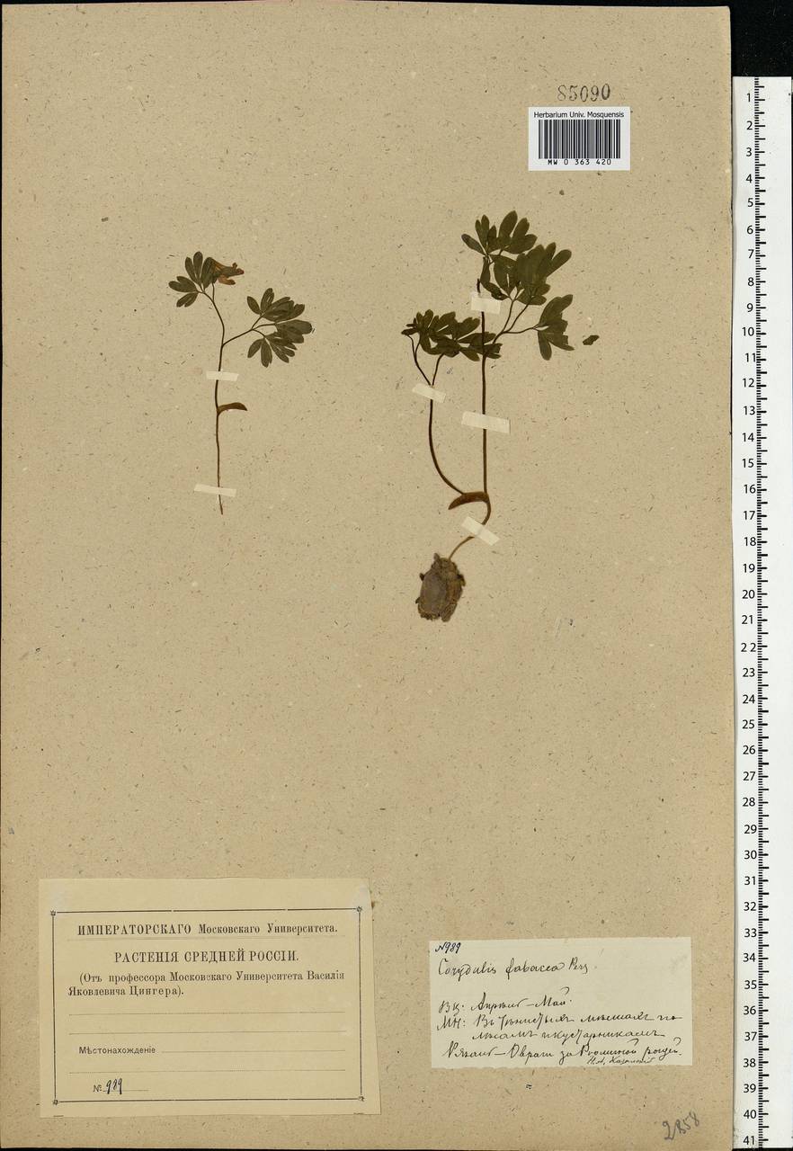 Corydalis intermedia (L.) Mérat, Eastern Europe, Central region (E4) (Russia)