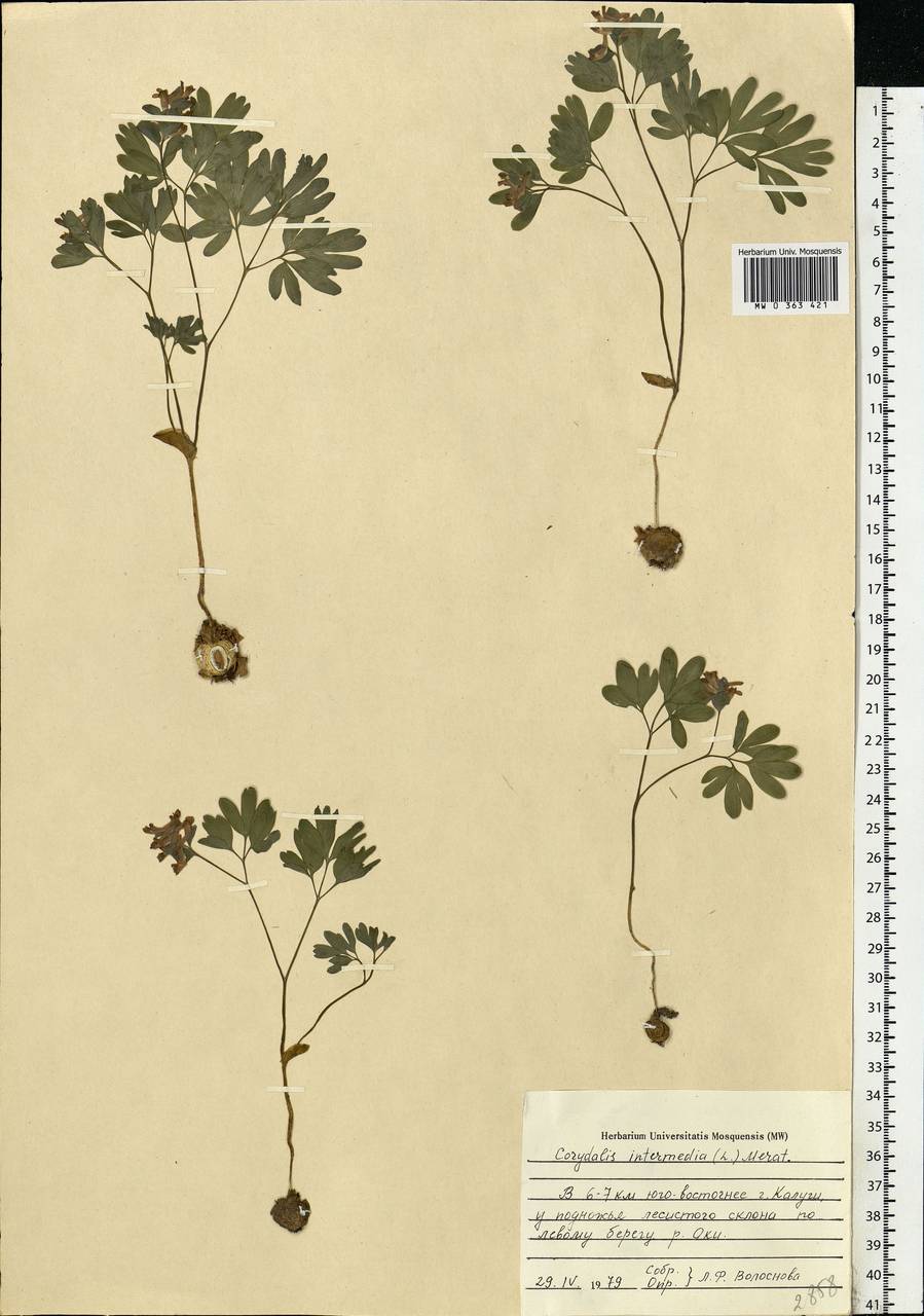 Corydalis intermedia (L.) Mérat, Eastern Europe, Central region (E4) (Russia)