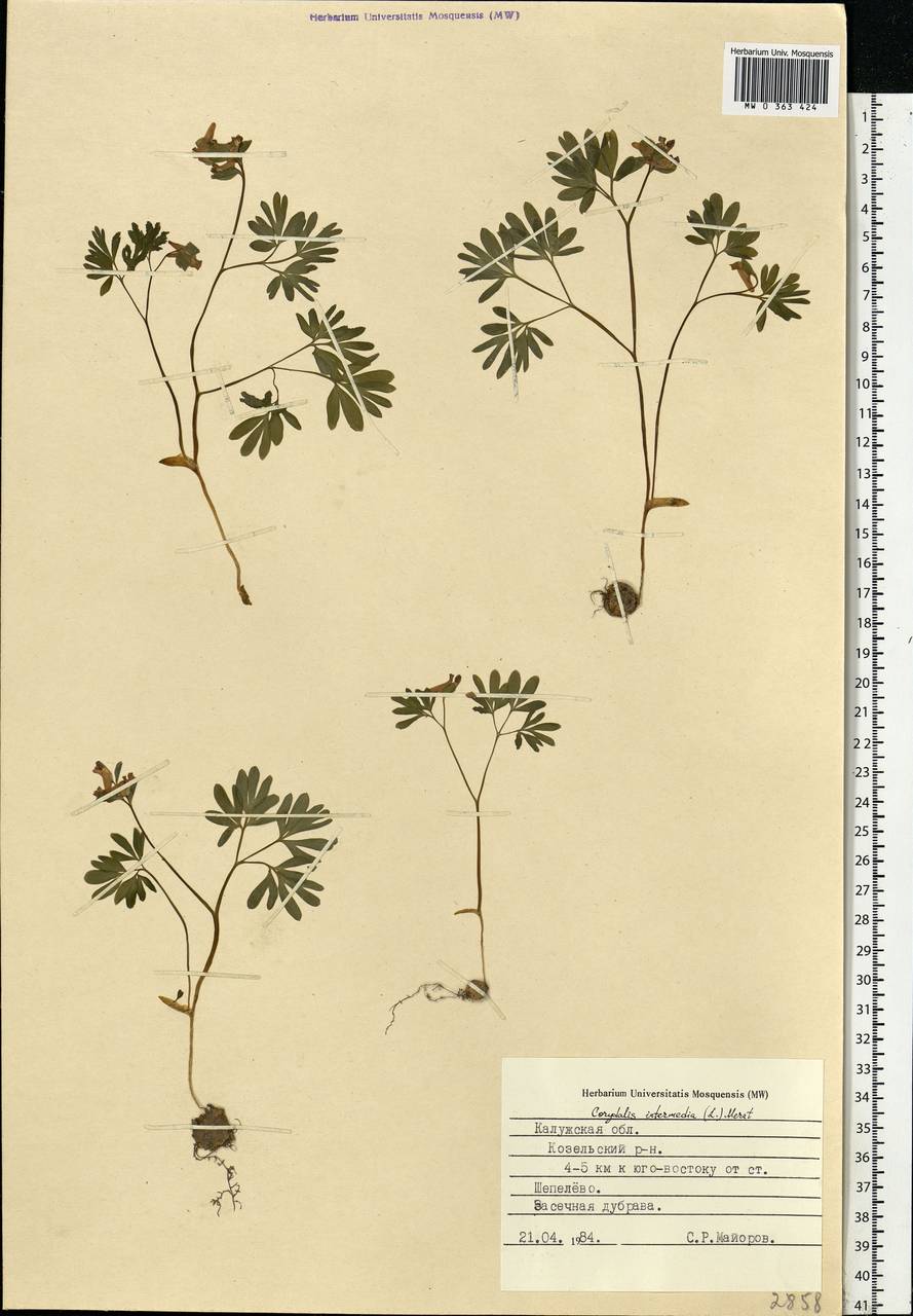 Corydalis intermedia (L.) Mérat, Eastern Europe, Central region (E4) (Russia)
