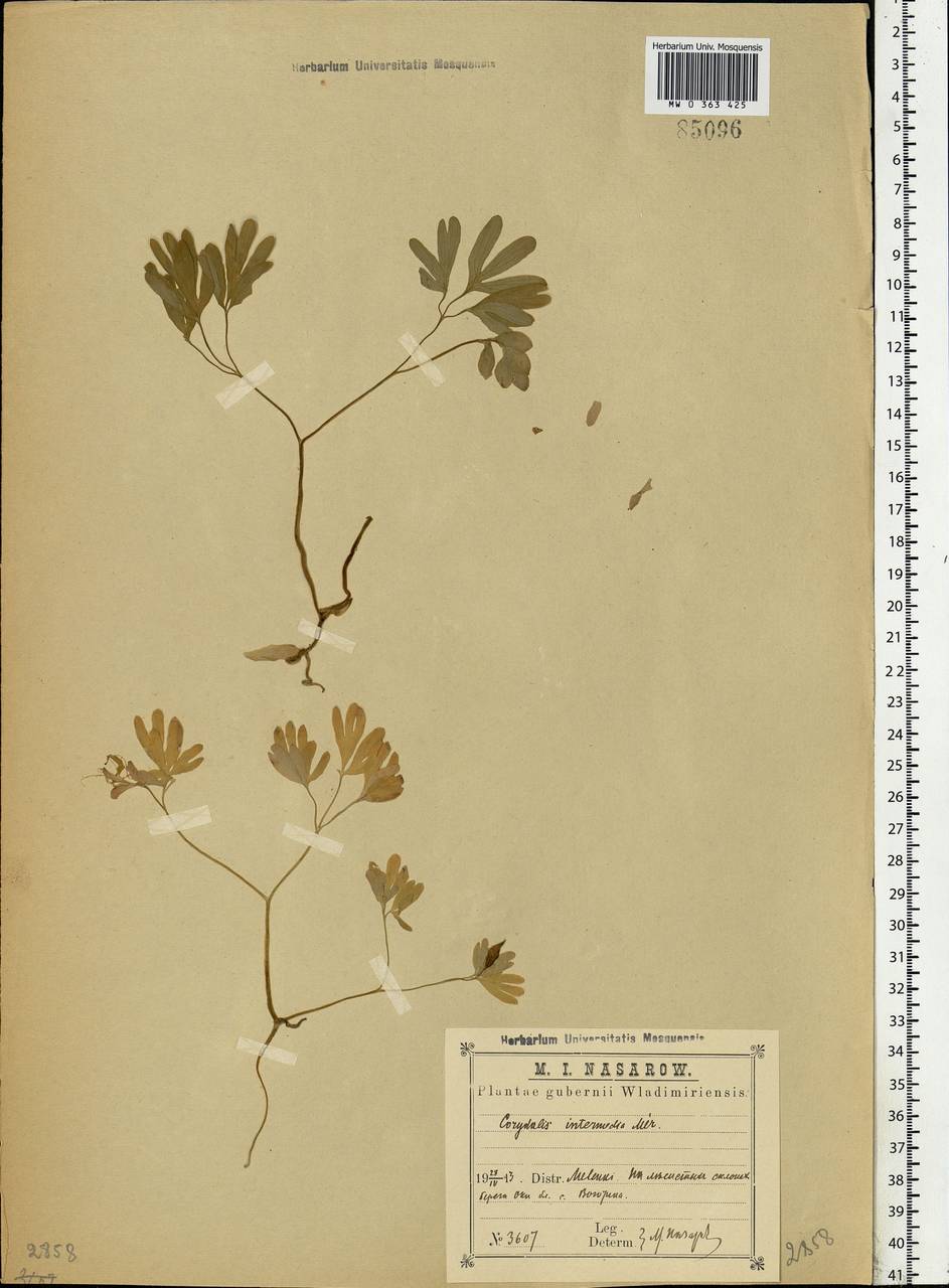 Corydalis intermedia (L.) Mérat, Eastern Europe, Central region (E4) (Russia)