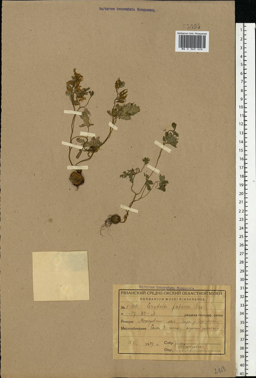 Corydalis intermedia (L.) Mérat, Eastern Europe, Central region (E4) (Russia)