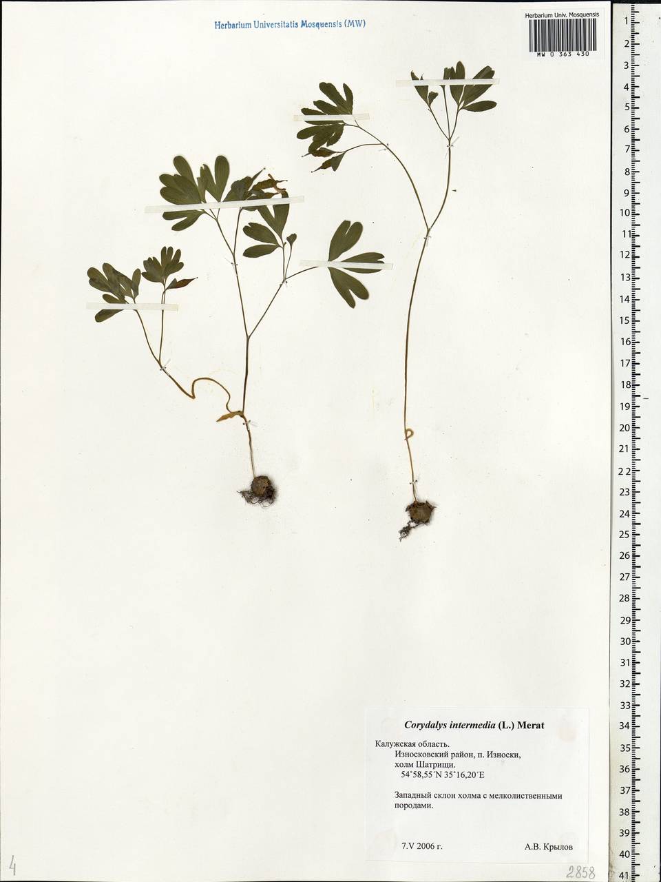 Corydalis intermedia (L.) Mérat, Eastern Europe, Central region (E4) (Russia)