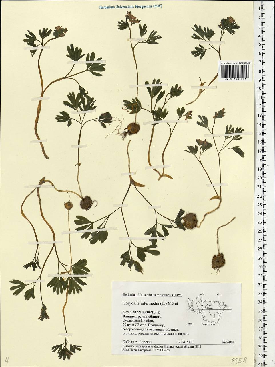 Corydalis intermedia (L.) Mérat, Eastern Europe, Central region (E4) (Russia)