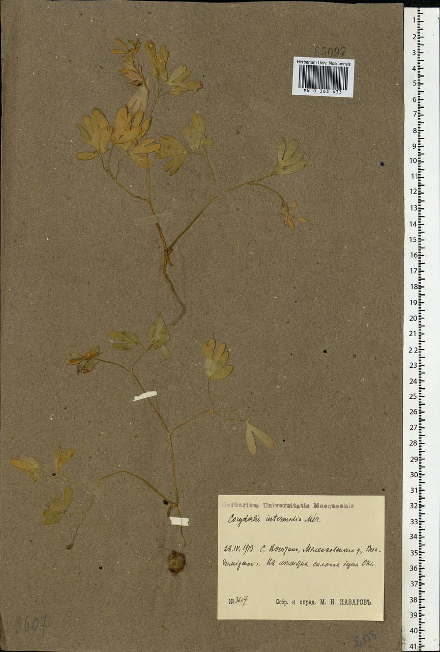 Corydalis intermedia (L.) Mérat, Eastern Europe, Central region (E4) (Russia)