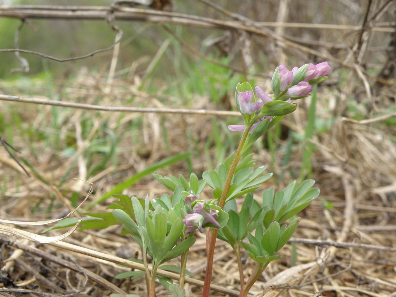 Corydalis intermedia (L.) Mérat, Eastern Europe, Central region (E4) (Russia)