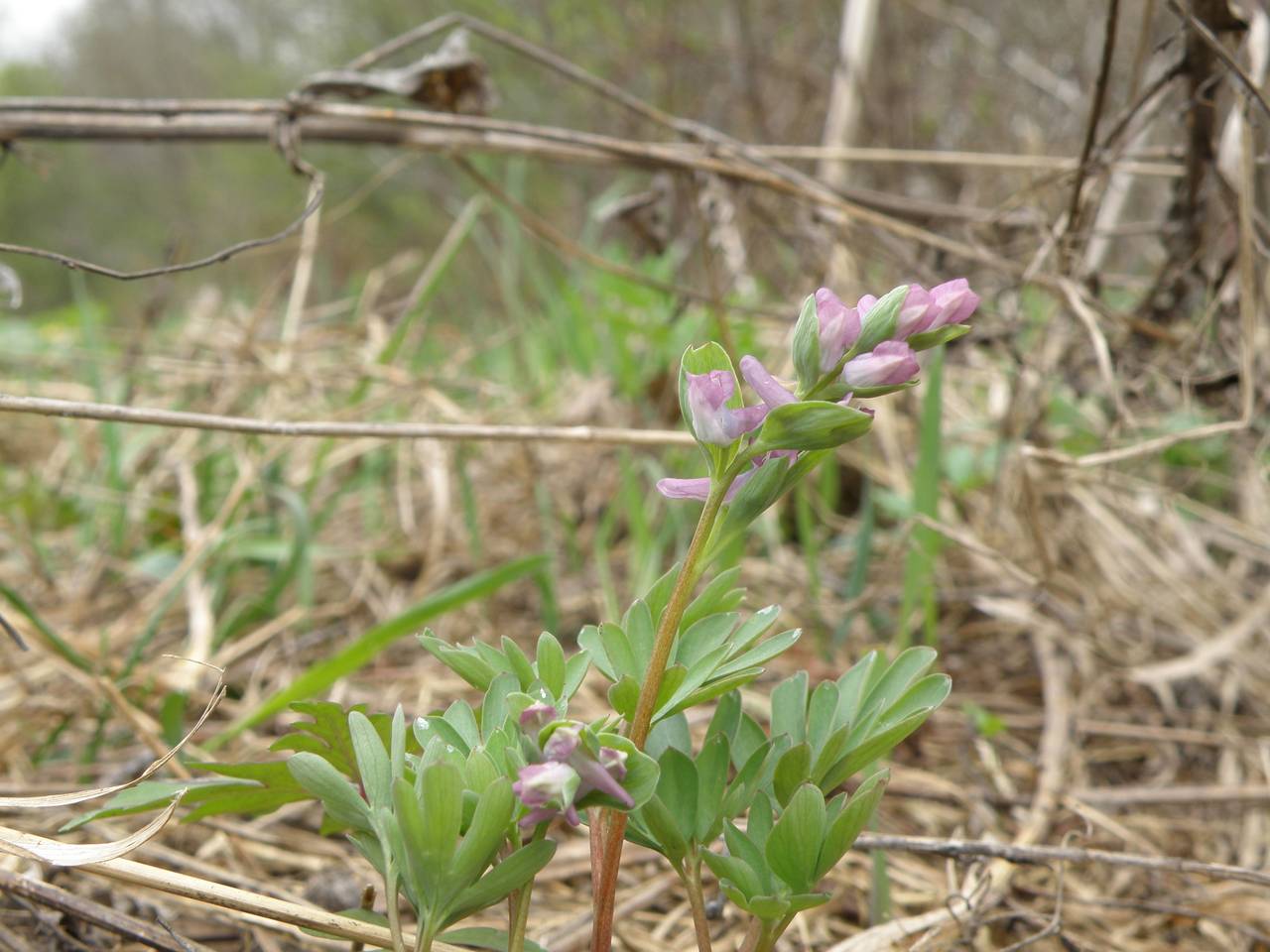 Corydalis intermedia (L.) Mérat, Eastern Europe, Central region (E4) (Russia)
