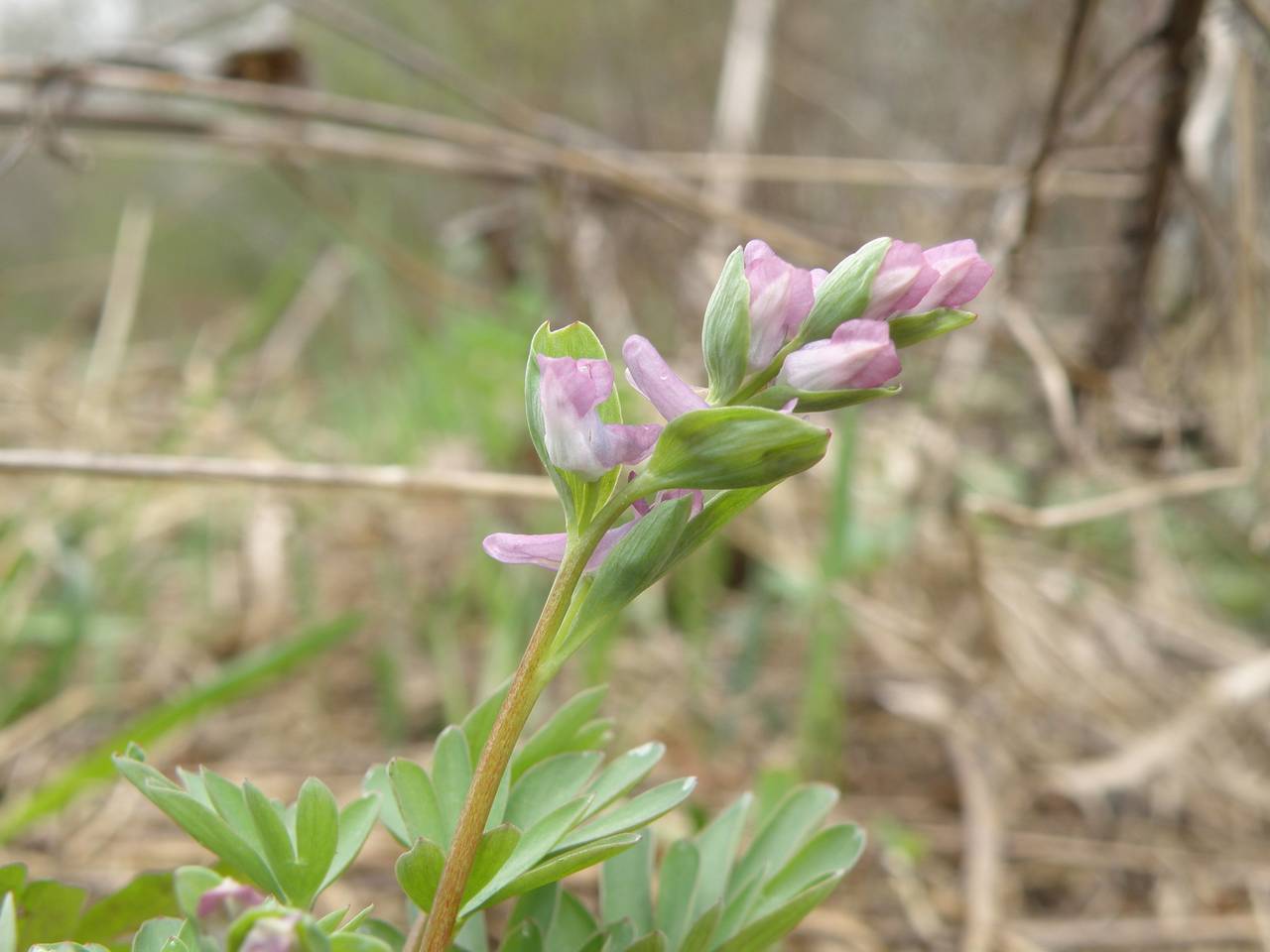 Corydalis intermedia (L.) Mérat, Eastern Europe, Central region (E4) (Russia)