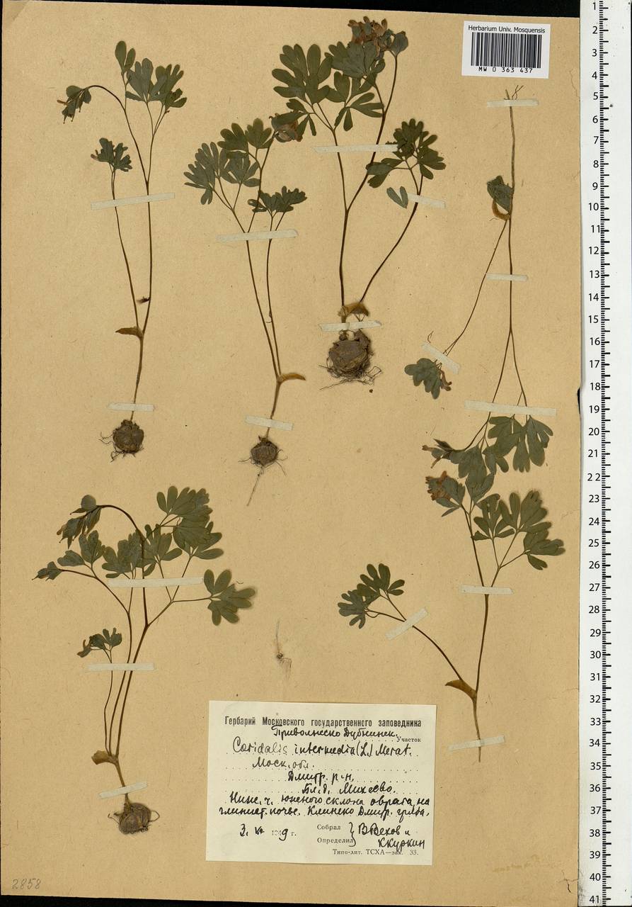 Corydalis intermedia (L.) Mérat, Eastern Europe, Moscow region (E4a) (Russia)