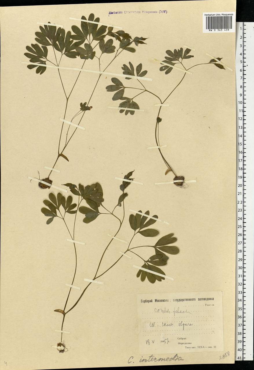 Corydalis intermedia (L.) Mérat, Eastern Europe, Moscow region (E4a) (Russia)