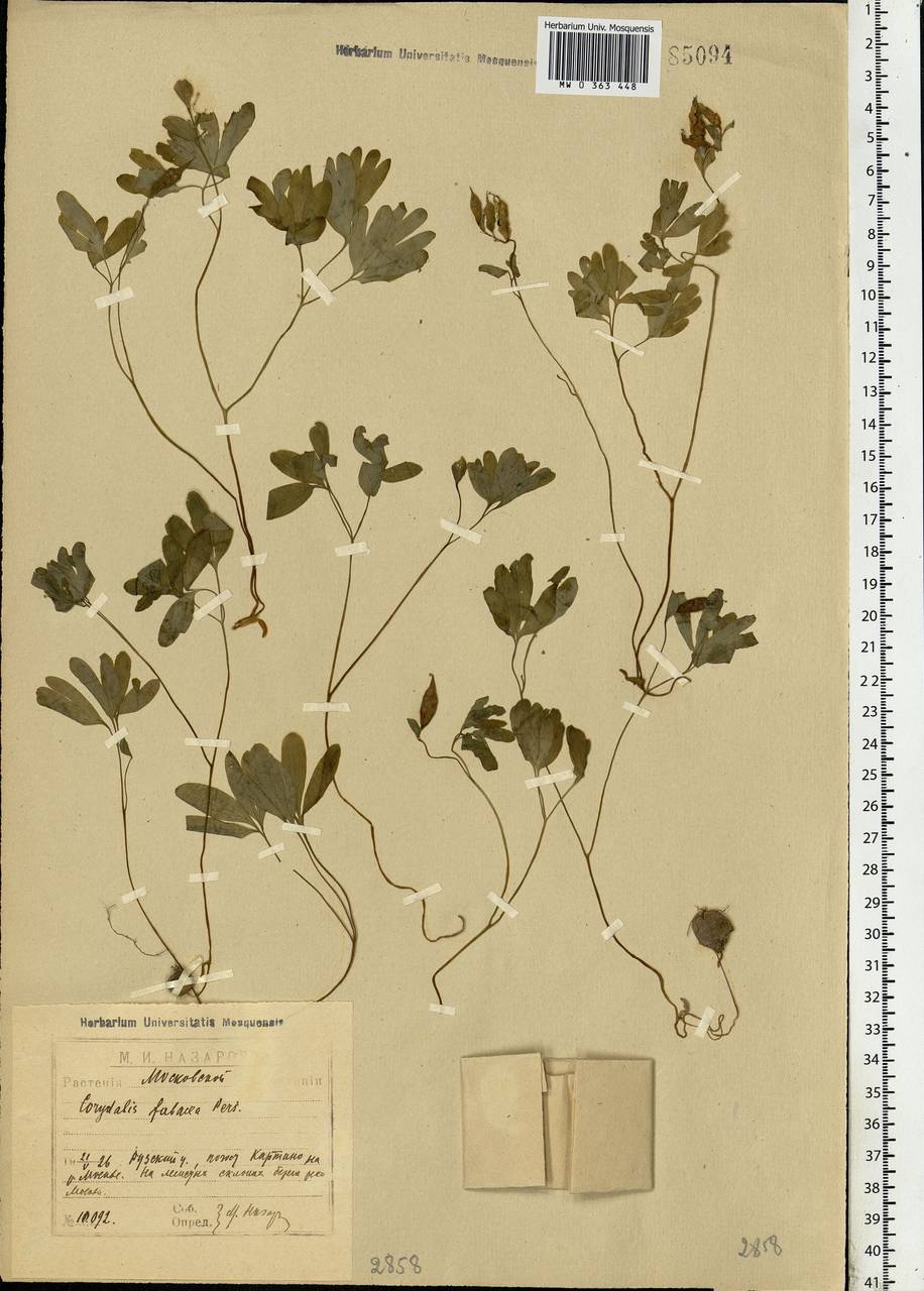 Corydalis intermedia (L.) Mérat, Eastern Europe, Moscow region (E4a) (Russia)