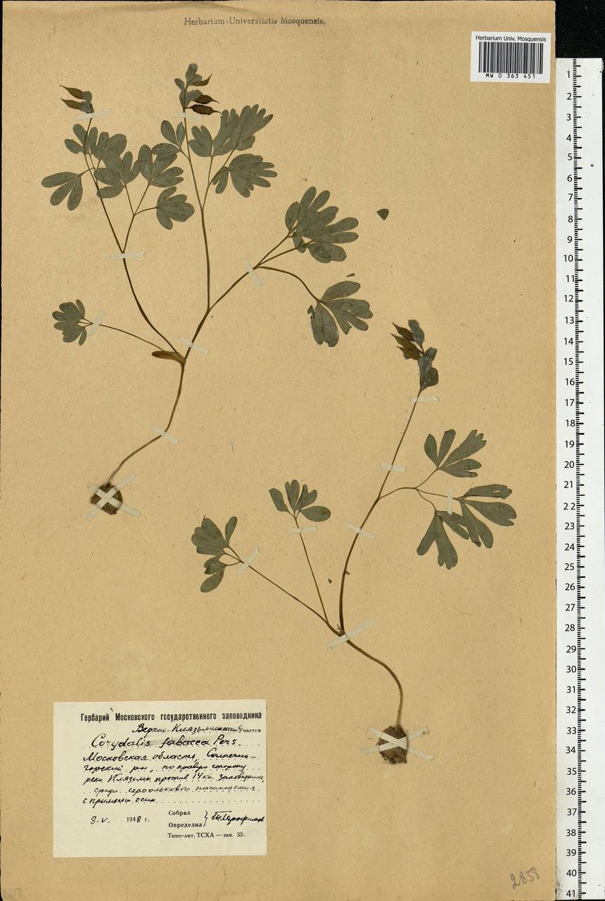 Corydalis intermedia (L.) Mérat, Eastern Europe, Moscow region (E4a) (Russia)
