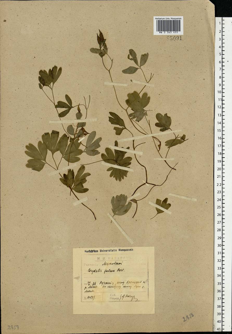Corydalis intermedia (L.) Mérat, Eastern Europe, Moscow region (E4a) (Russia)