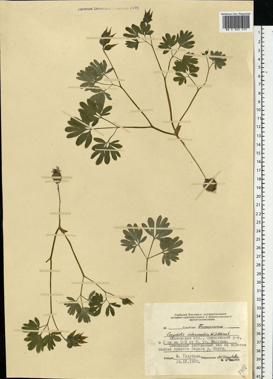 Corydalis intermedia (L.) Mérat, Eastern Europe, Central forest region (E5) (Russia)
