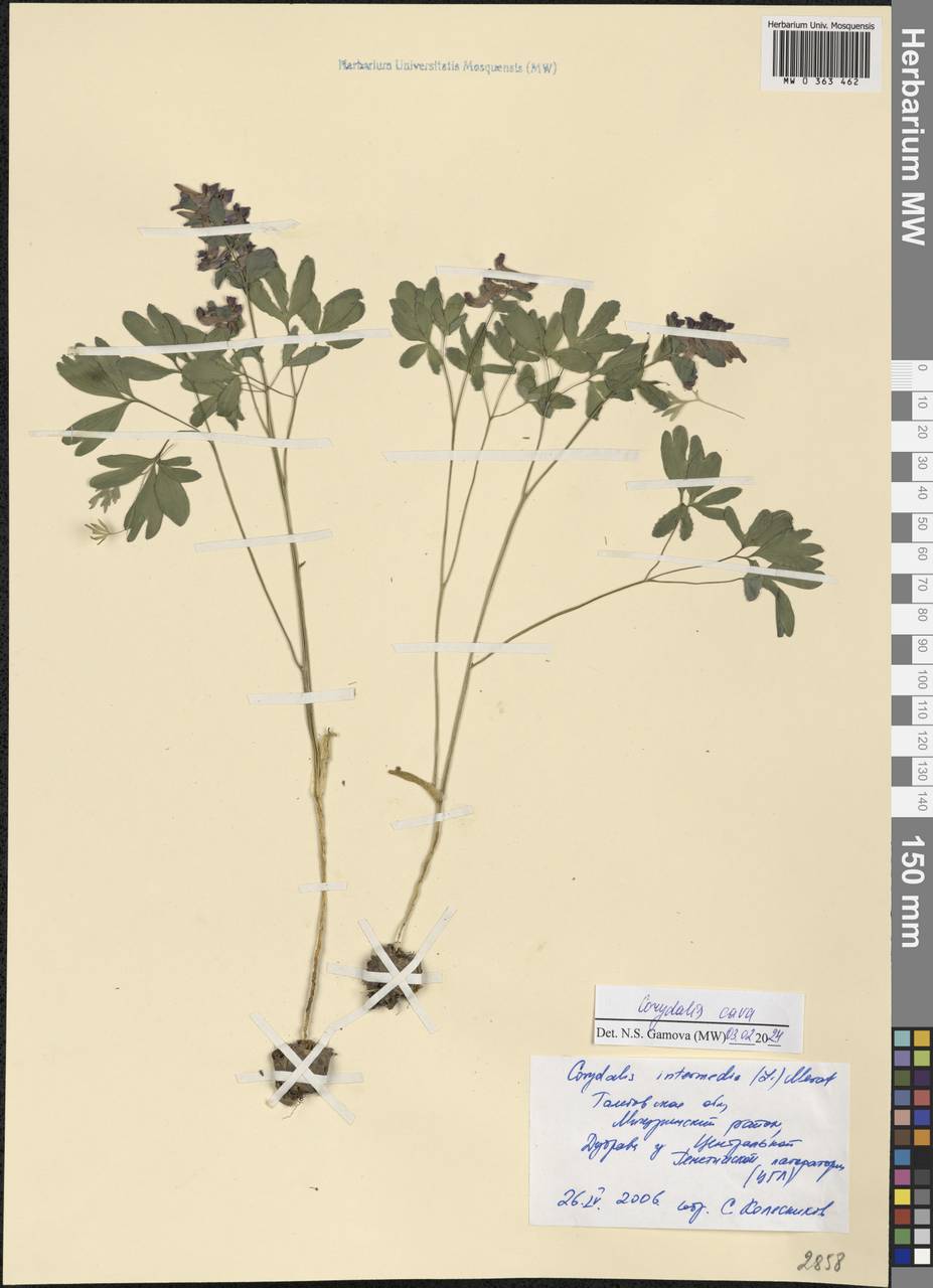 Corydalis cava (L.) Schweigg. & Körte, Eastern Europe, Central forest-and-steppe region (E6) (Russia)