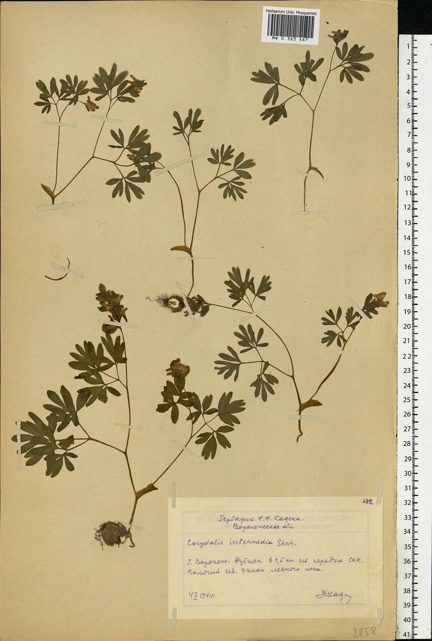 Corydalis intermedia (L.) Mérat, Eastern Europe, Central forest-and-steppe region (E6) (Russia)