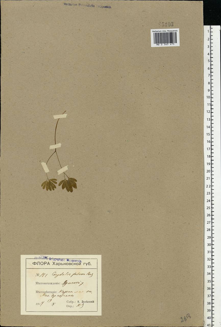 Corydalis intermedia (L.) Mérat, Eastern Europe, North Ukrainian region (E11) (Ukraine)