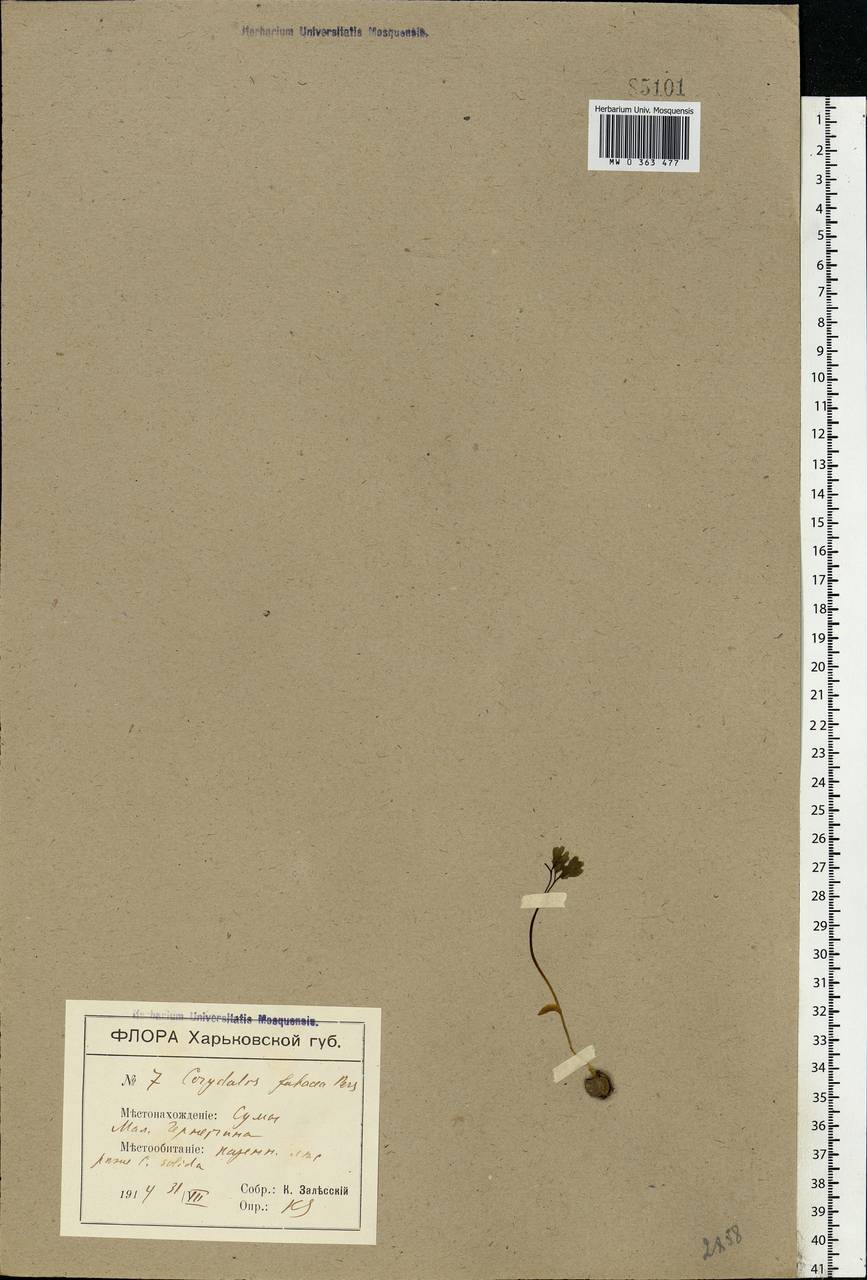Corydalis intermedia (L.) Mérat, Eastern Europe, North Ukrainian region (E11) (Ukraine)