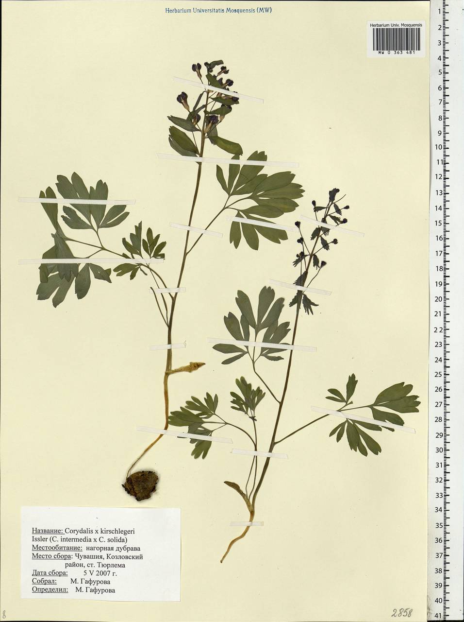 Corydalis ×hausmannii Klebelsberg, Eastern Europe, Middle Volga region (E8) (Russia)
