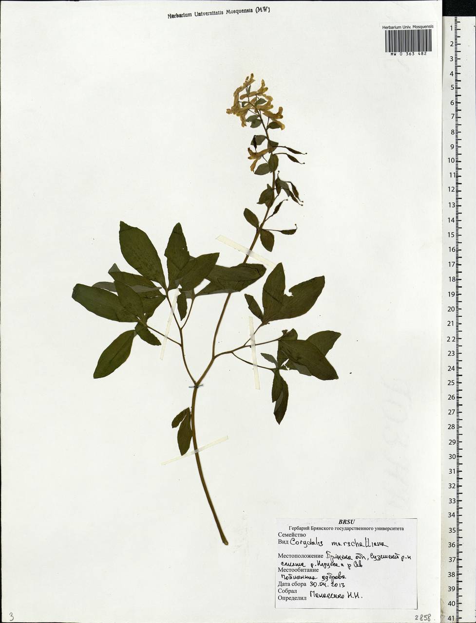 Corydalis cava (L.) Schweigg. & Körte, Eastern Europe, Western region (E3) (Russia)