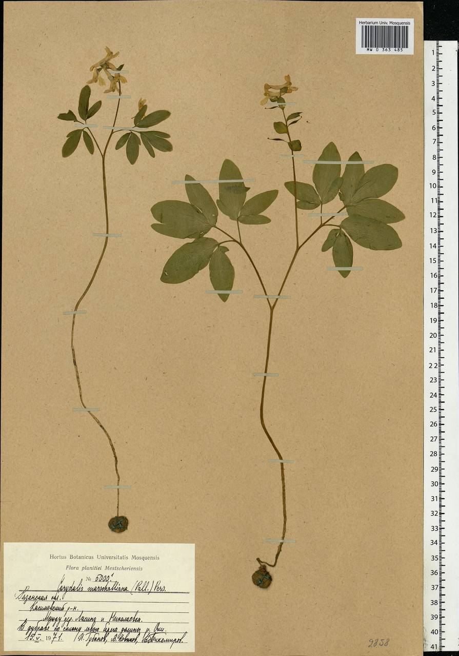 Corydalis cava (L.) Schweigg. & Körte, Eastern Europe, Central region (E4) (Russia)
