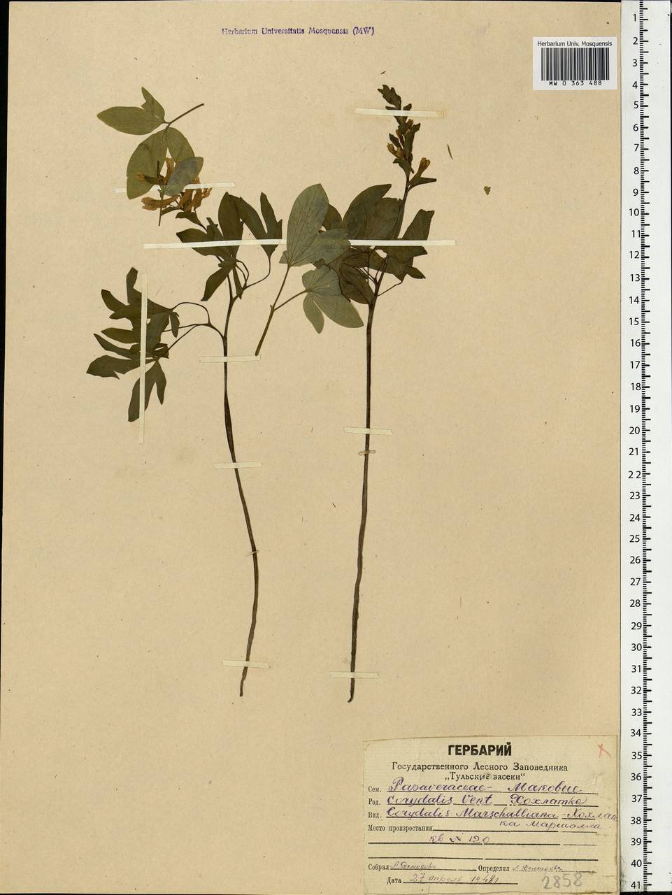 Corydalis cava (L.) Schweigg. & Körte, Eastern Europe, Central region (E4) (Russia)