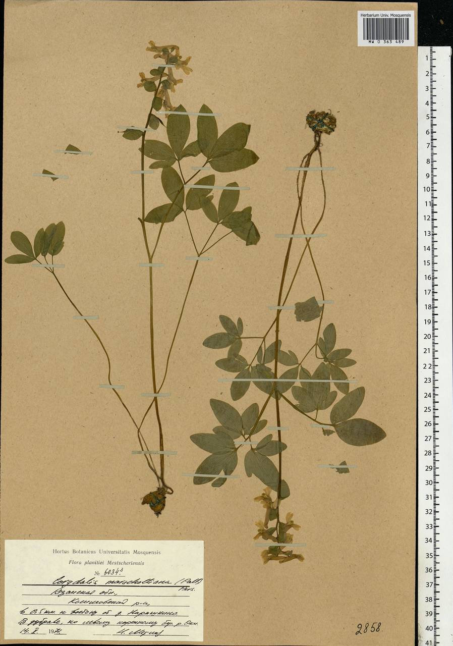 Corydalis cava (L.) Schweigg. & Körte, Eastern Europe, Central region (E4) (Russia)