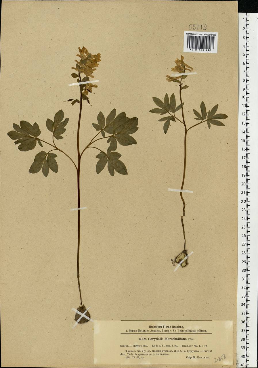 Corydalis cava (L.) Schweigg. & Körte, Eastern Europe, Central region (E4) (Russia)