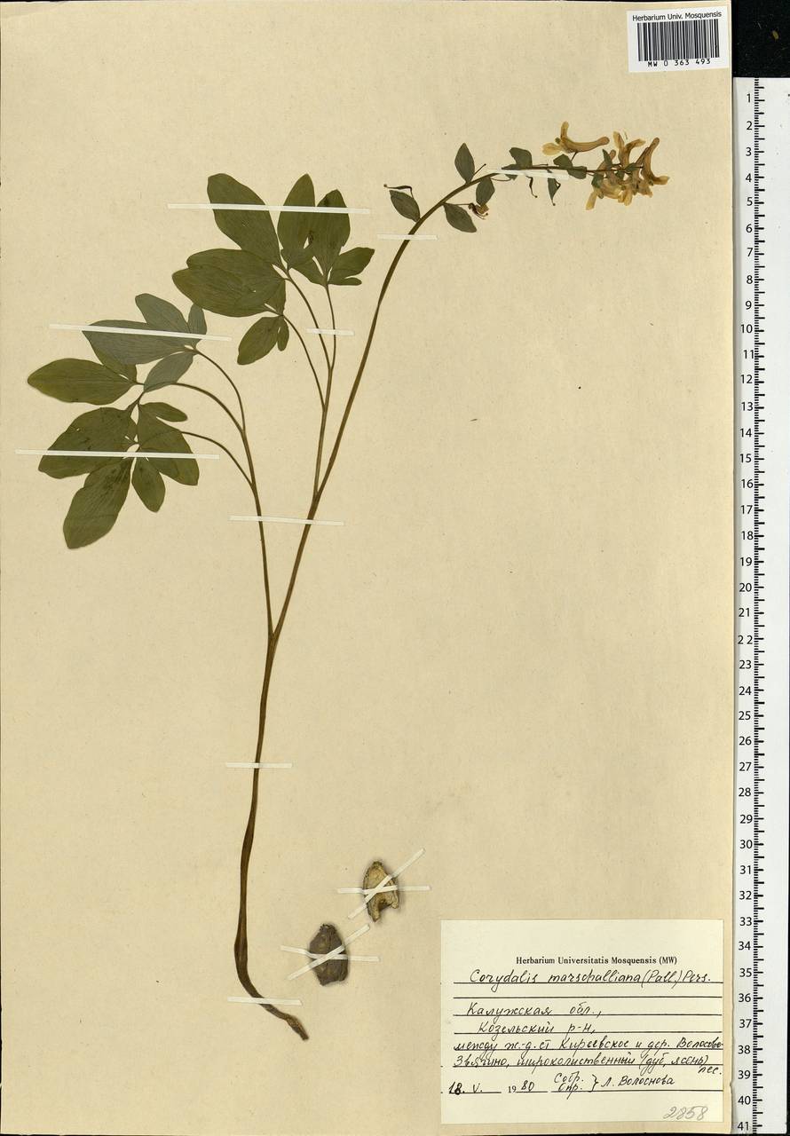 Corydalis cava (L.) Schweigg. & Körte, Eastern Europe, Central region (E4) (Russia)