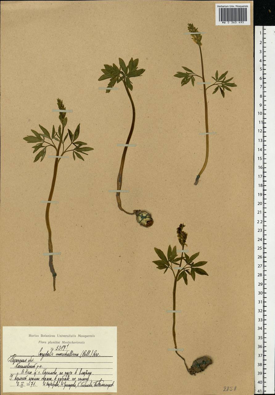 Corydalis cava (L.) Schweigg. & Körte, Eastern Europe, Central region (E4) (Russia)