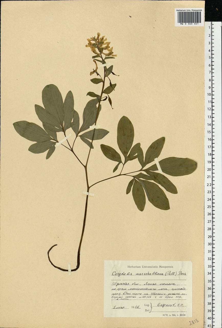 Corydalis cava (L.) Schweigg. & Körte, Eastern Europe, Central region (E4) (Russia)