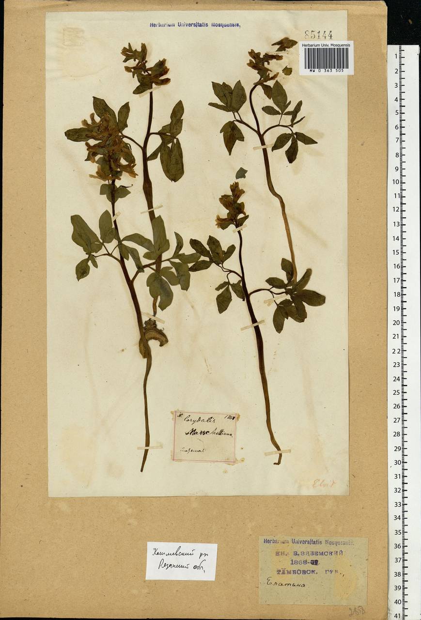 Corydalis cava (L.) Schweigg. & Körte, Eastern Europe, Central region (E4) (Russia)